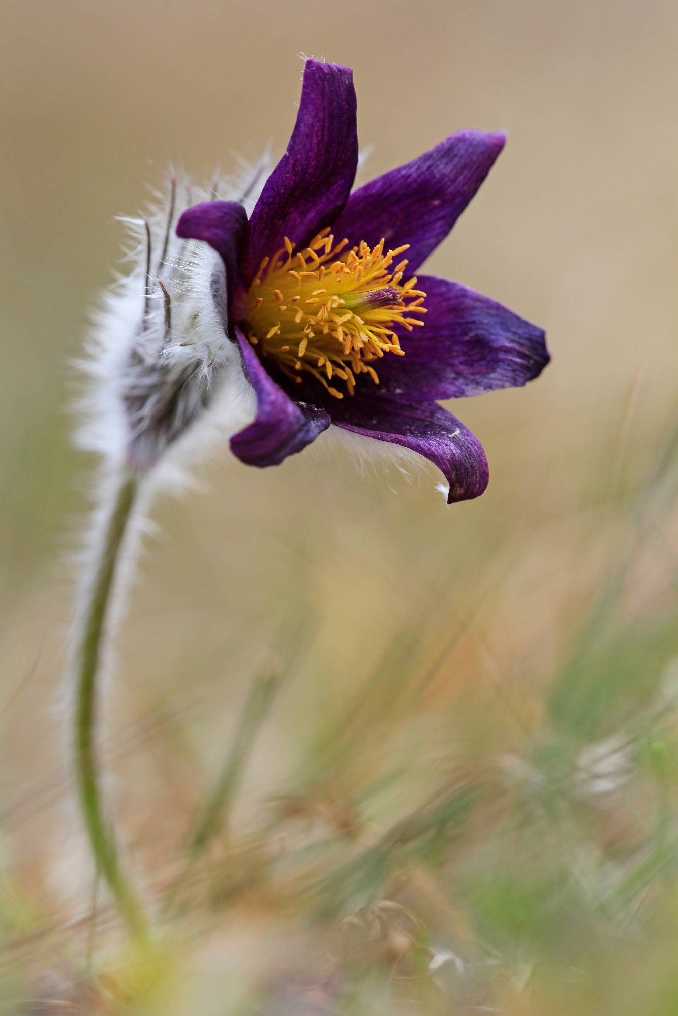 F03-Anemone pulsatile -de-Bernard-Gauthier.jpg