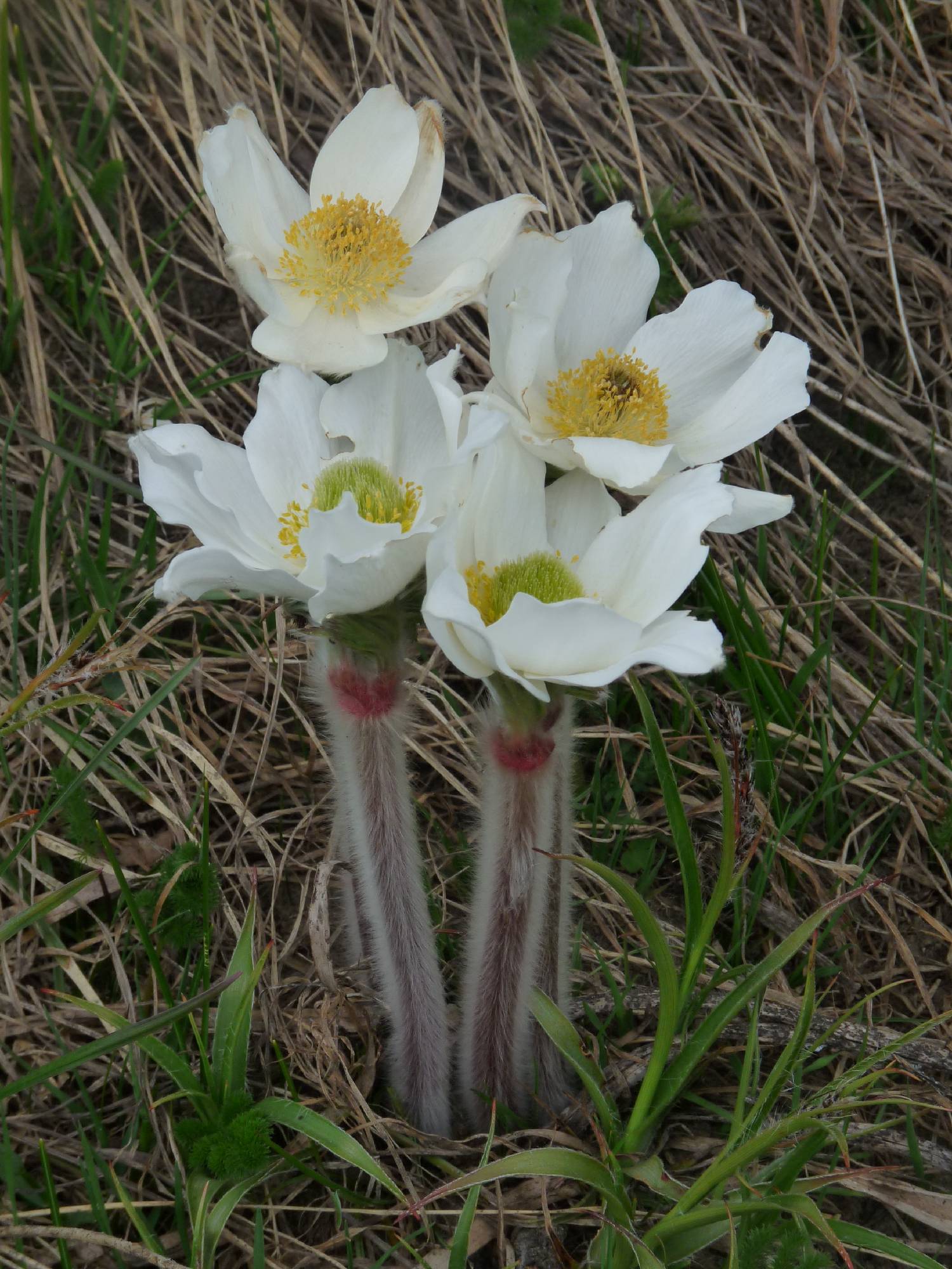 F04-Anemone-de-Estelle-DetaisVincent.JPG - Anmone Printanire