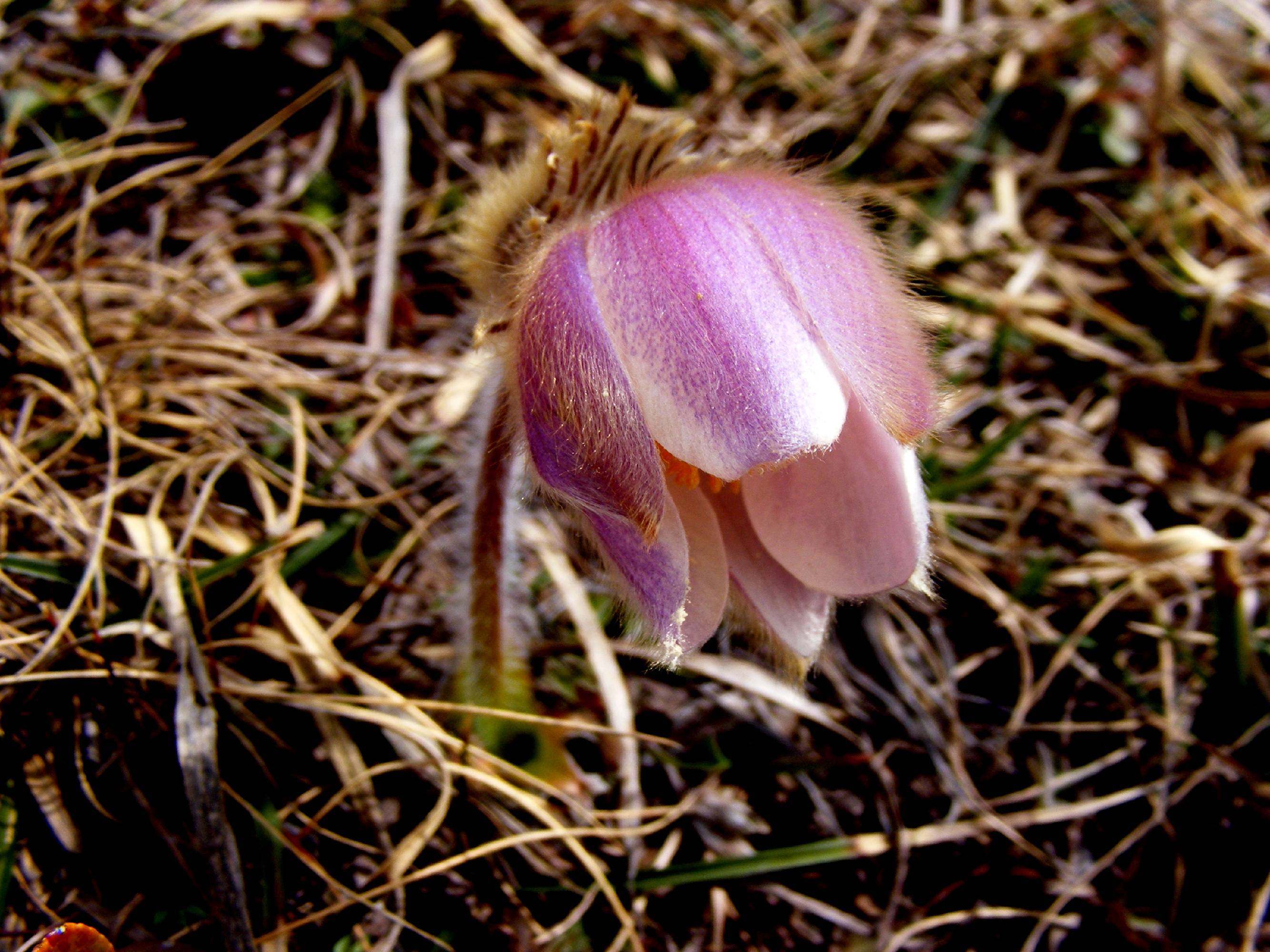 F05-Anemone-pulsatile-de-Barbara-DalSoglio.jpg