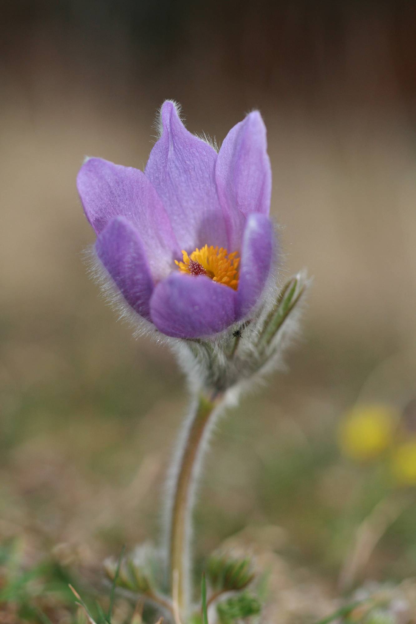 F06-Anemone-pulsatile-de-cecile-Moutte.JPG