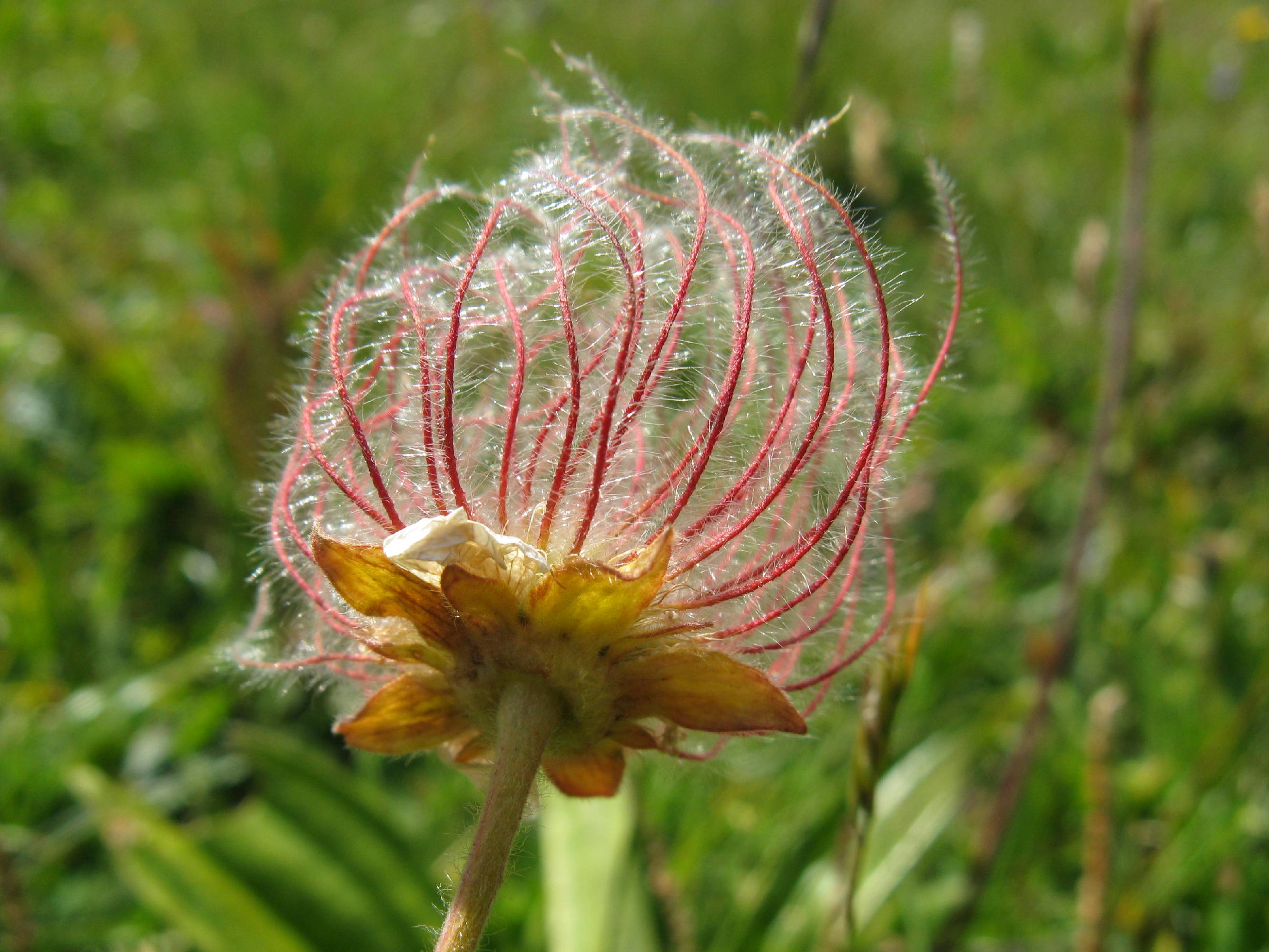 F08-Anemone-pulsatile-epeuse-de-irene-kowarski.JPG