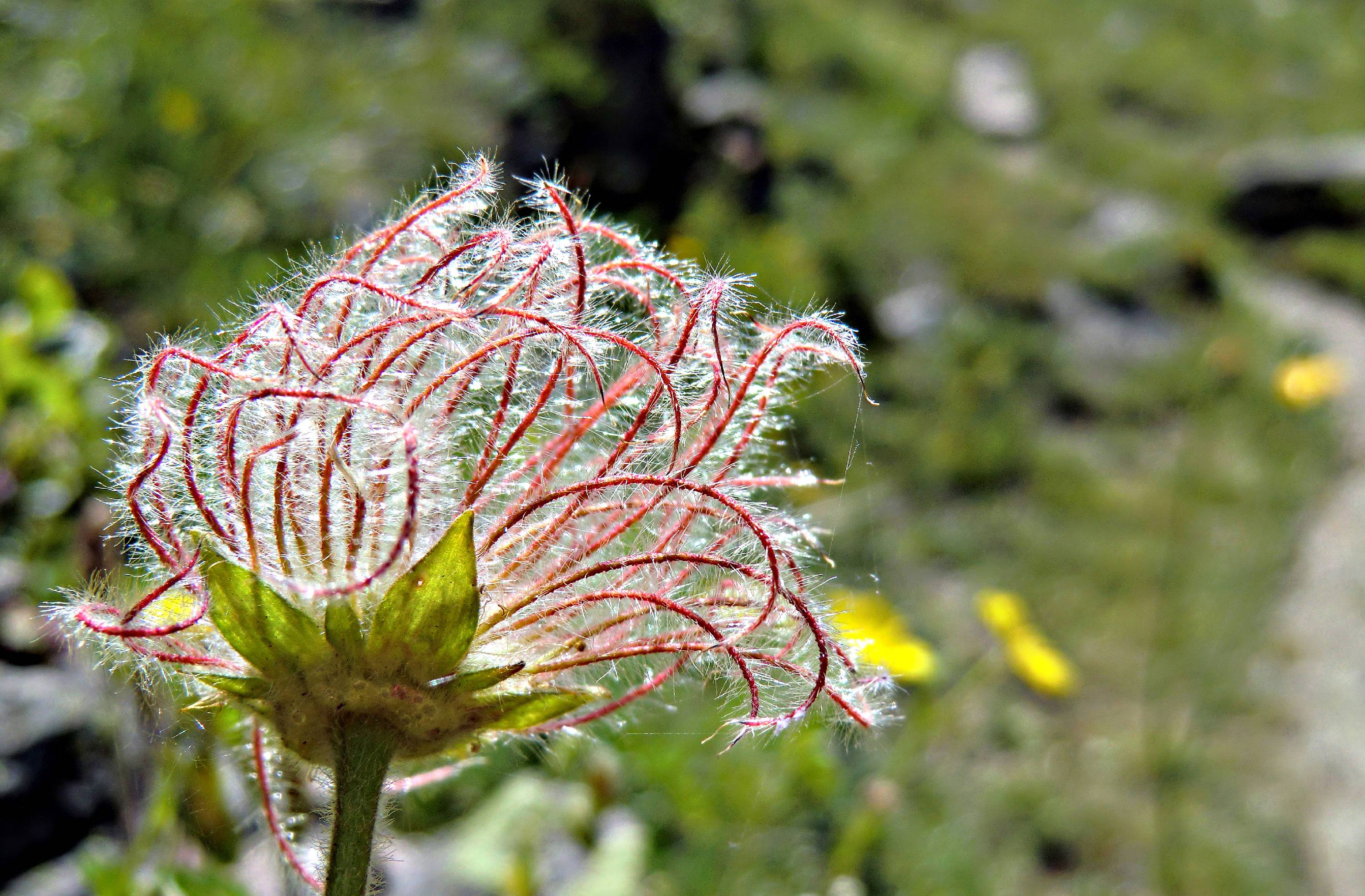 F09-Anemone-Pulsatile-epeuse-de-Remy-Bernard.jpg