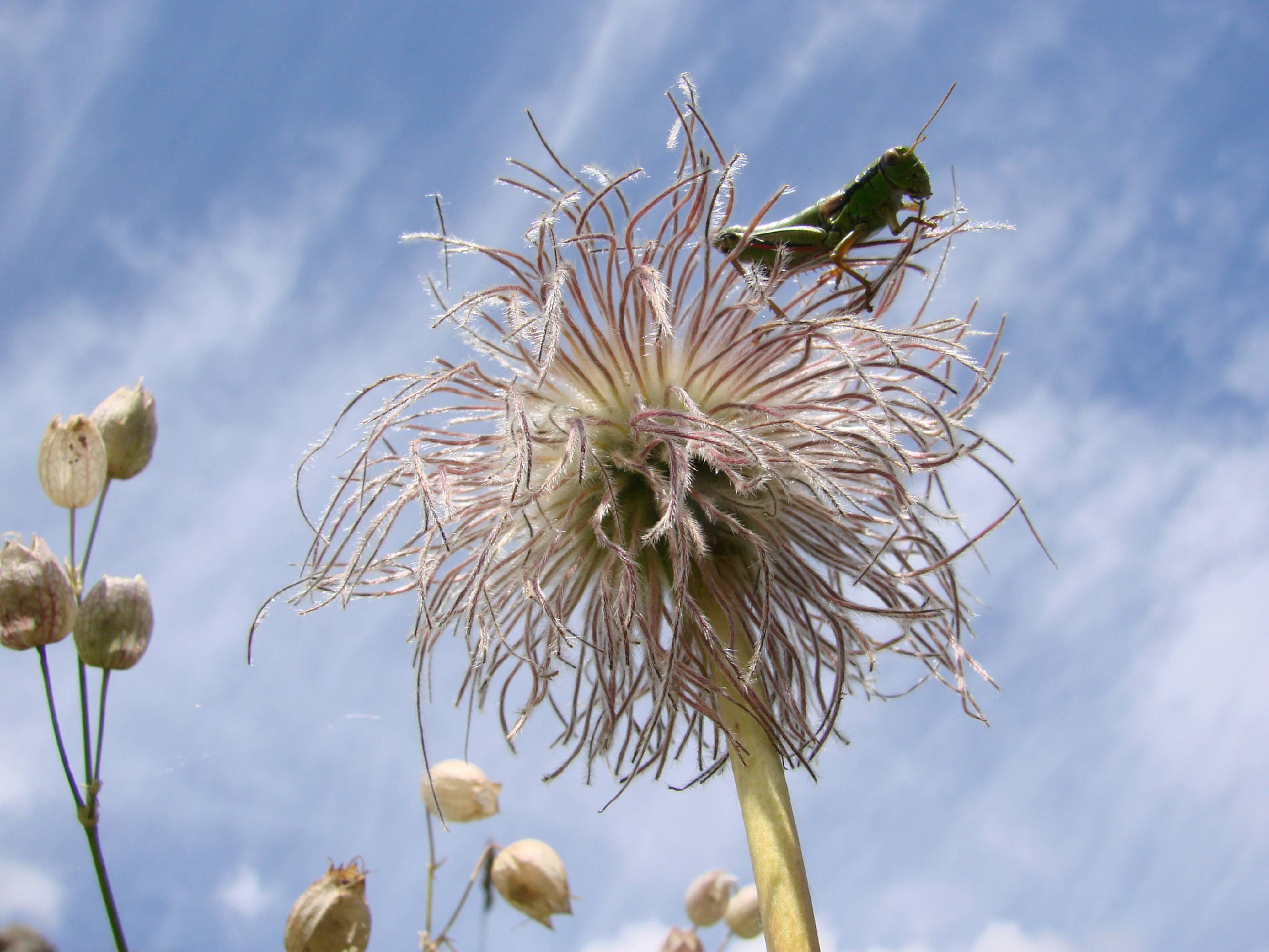 F10-Anemone-pulsatile-epeuse-de-serge-Pigot.JPG