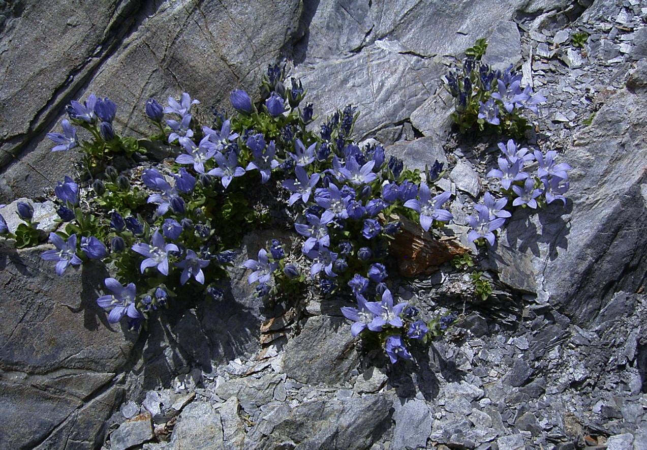 F16-Campanule du Mont-Cenis-de-Etienne-Falcoz.JPG - 