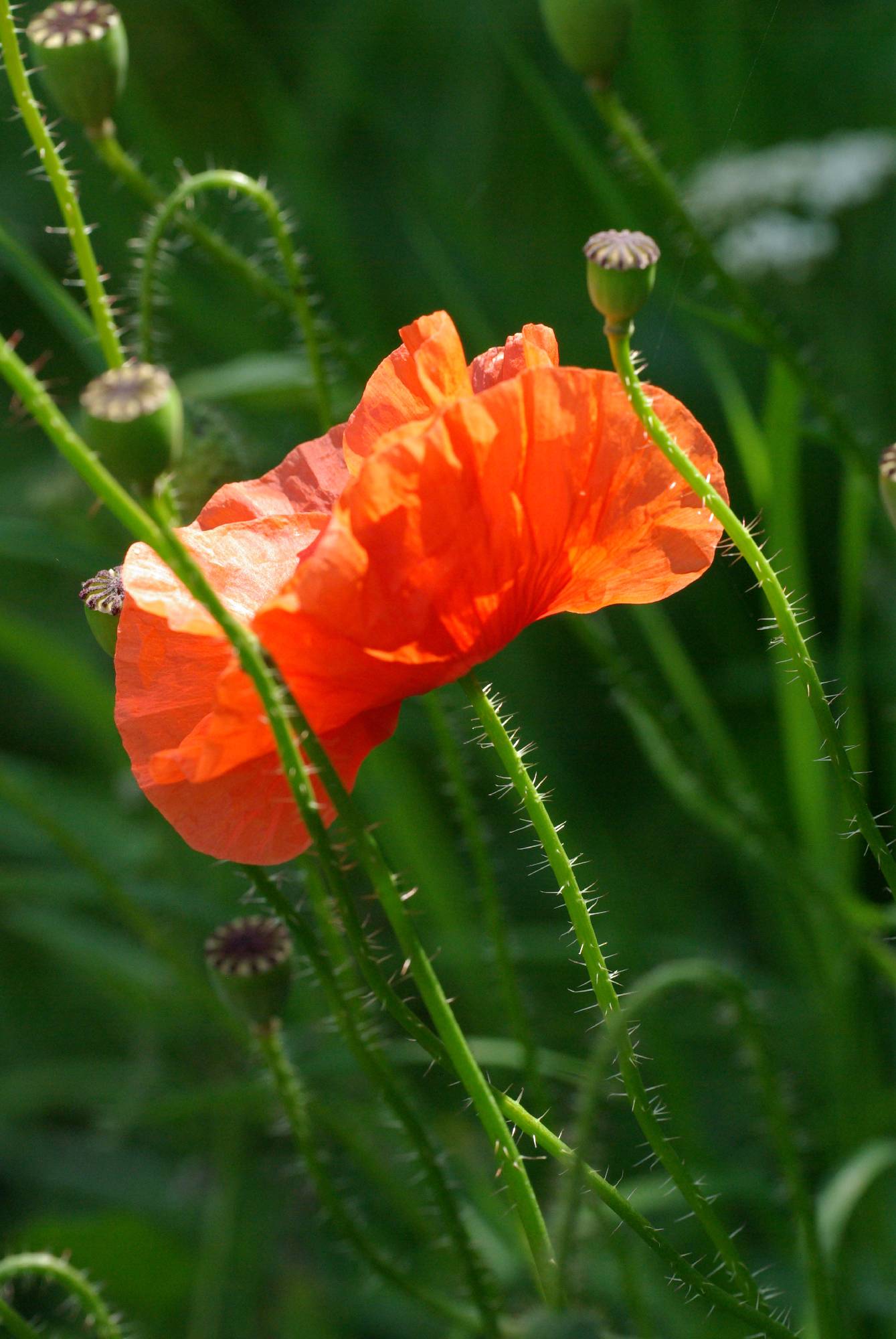 F18-Coquelicot-de-Brigitte-Cahen.JPG