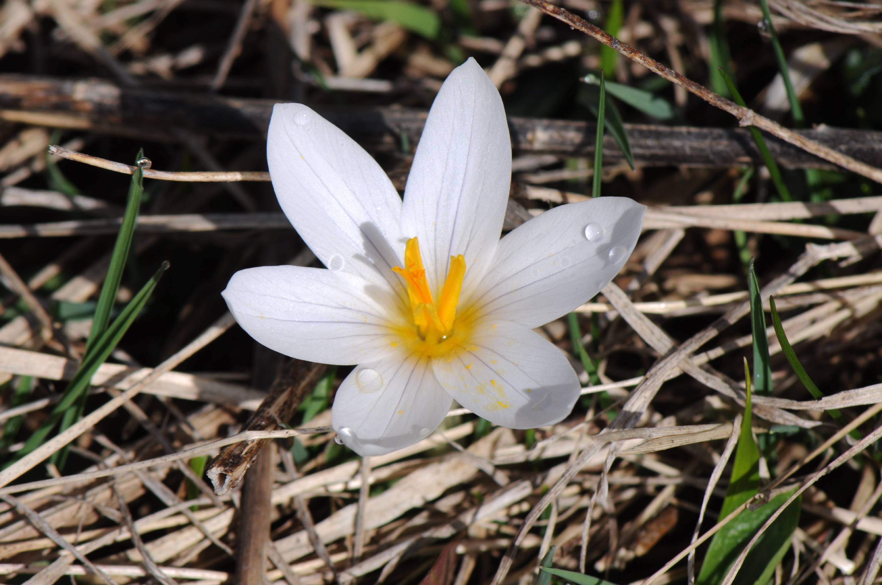 F20-Crocus-de-Claude-Garnier.JPG