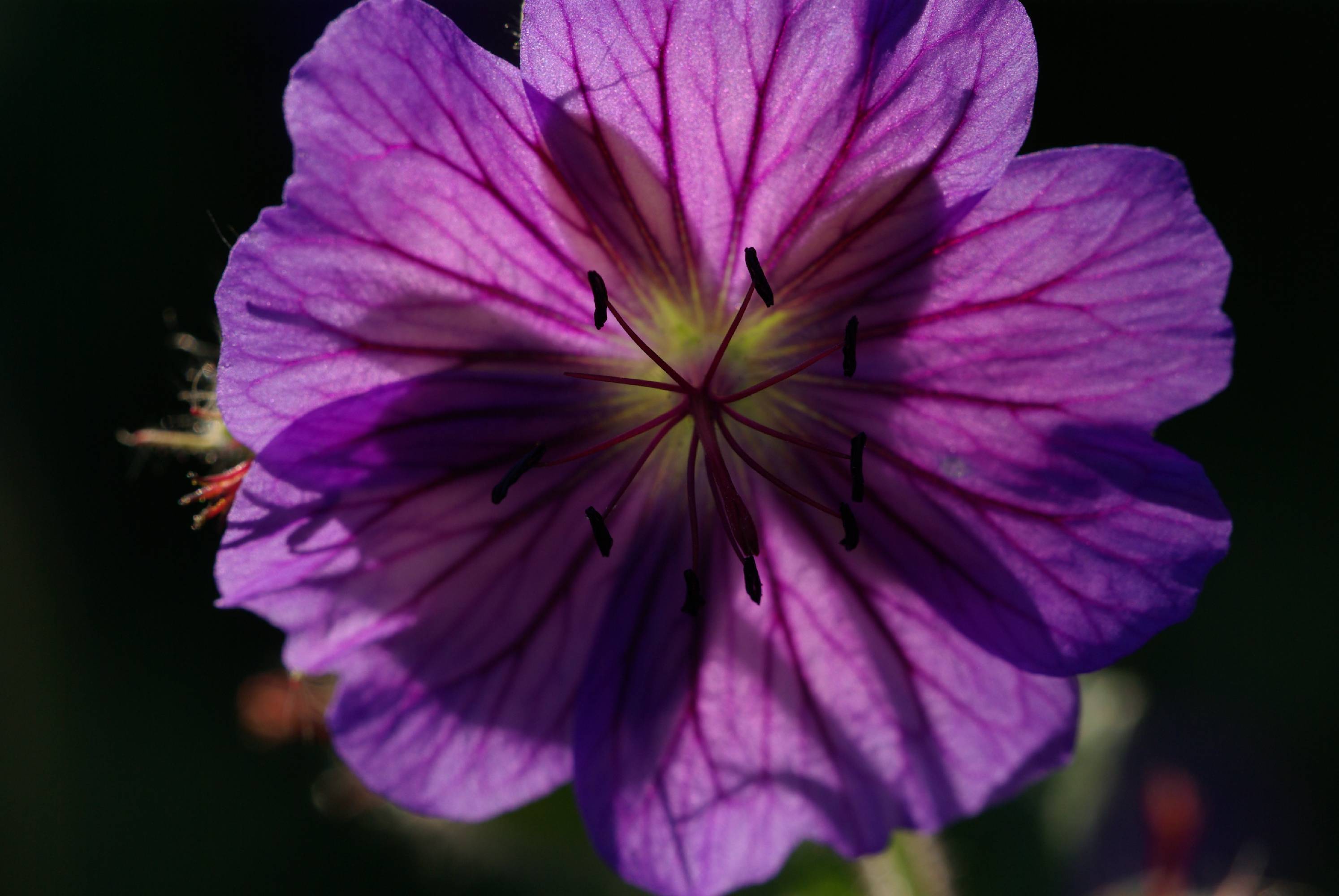 F29-geranium-d-Espagne-de-Joseph-de-Poortere.JPG