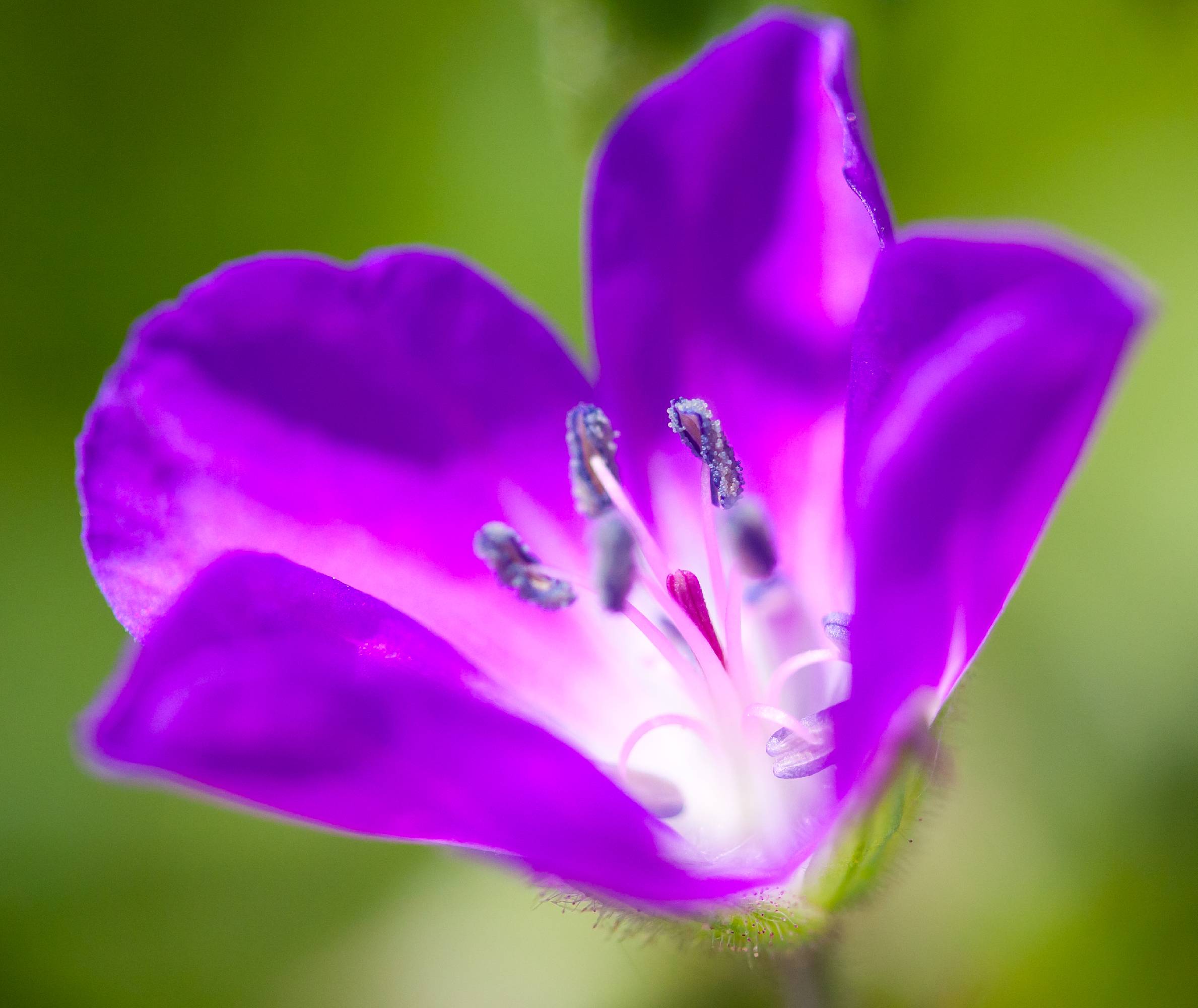 F30-Geranium-des-pres-de-Daniel-Murgier.jpg