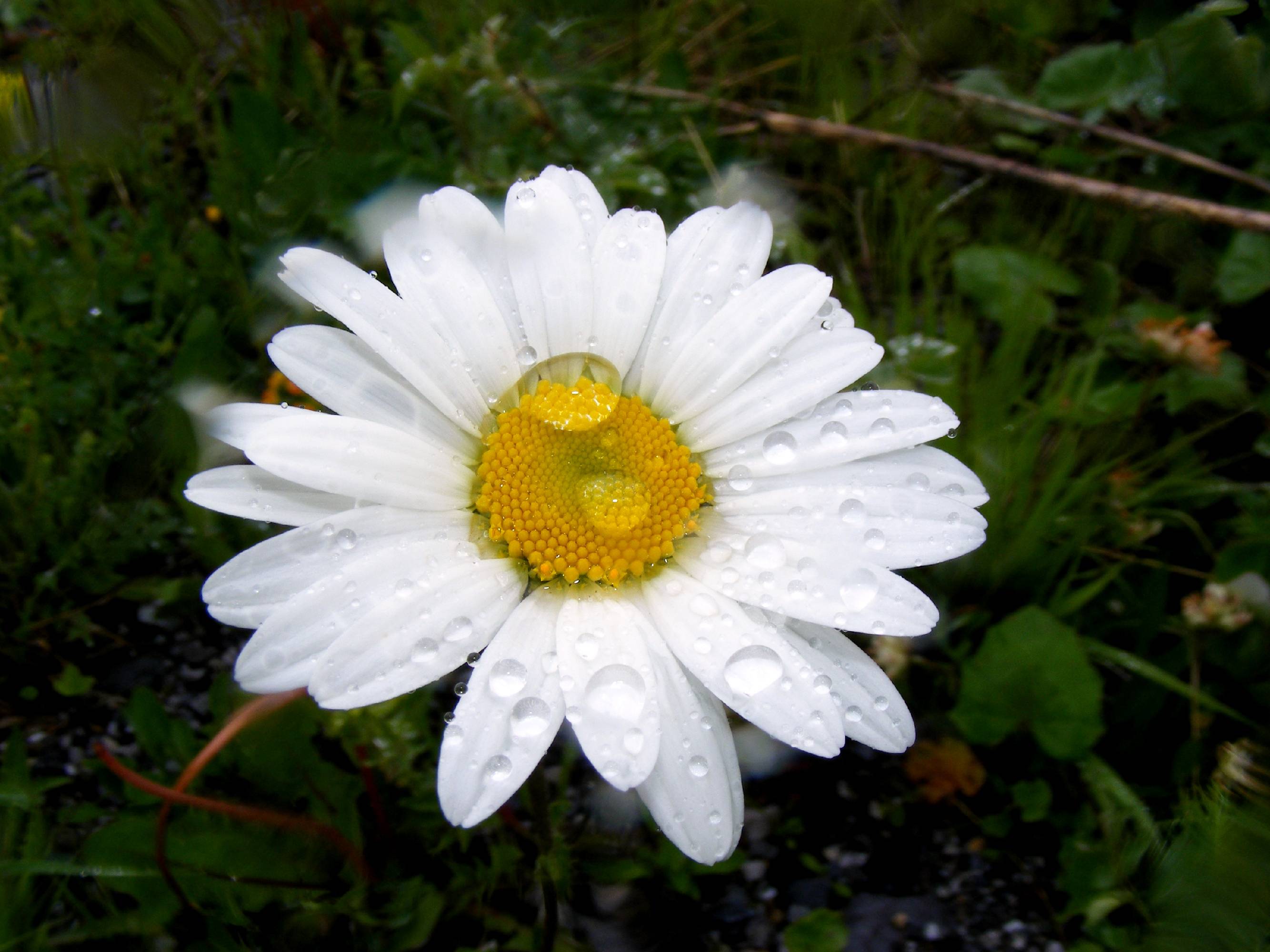 F31-Grande-Marguerite-de-Alzati-Rosida.jpg