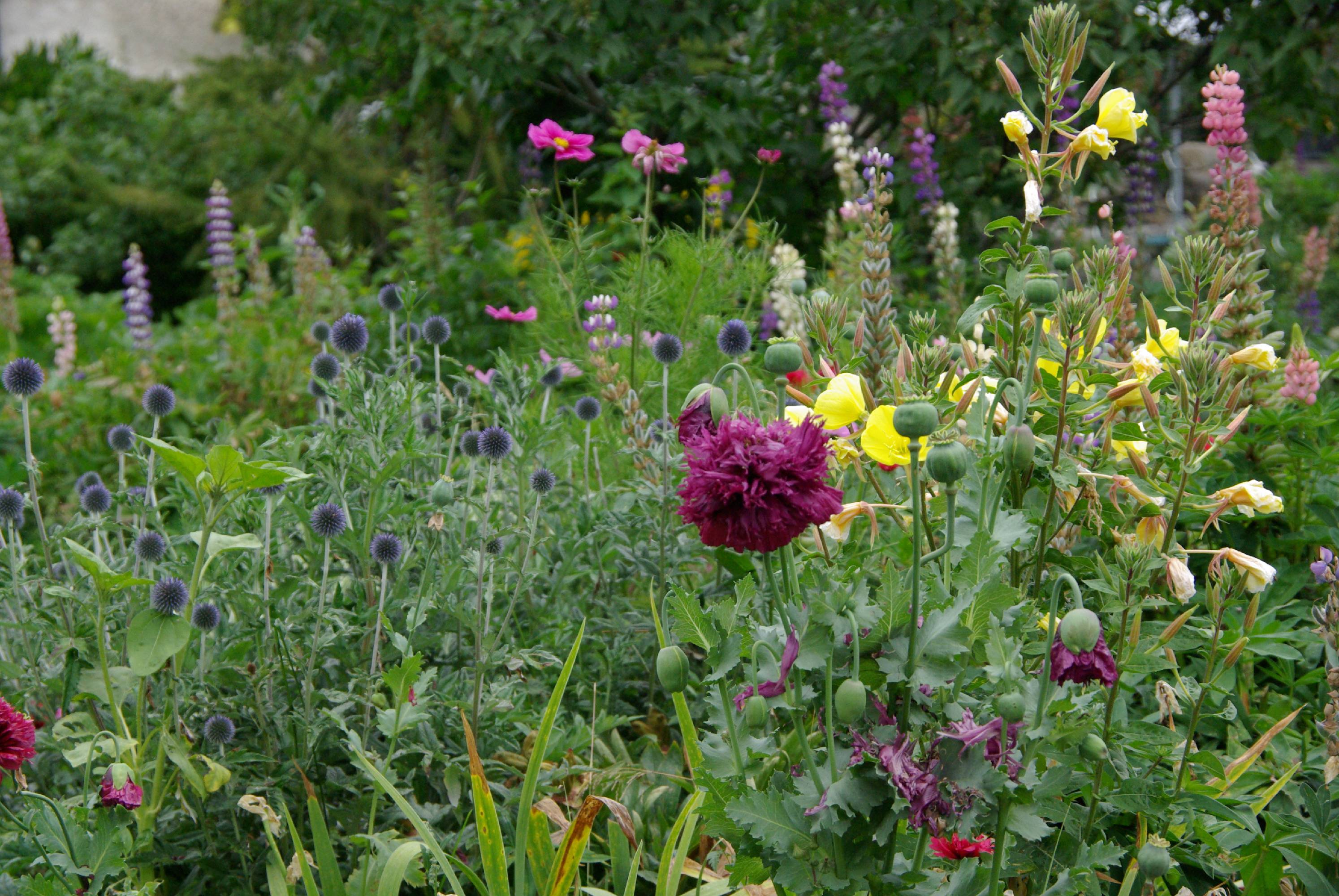 F33-Jardin-a-Poingt-Ravier-de-Christophe-Dorlet.JPG