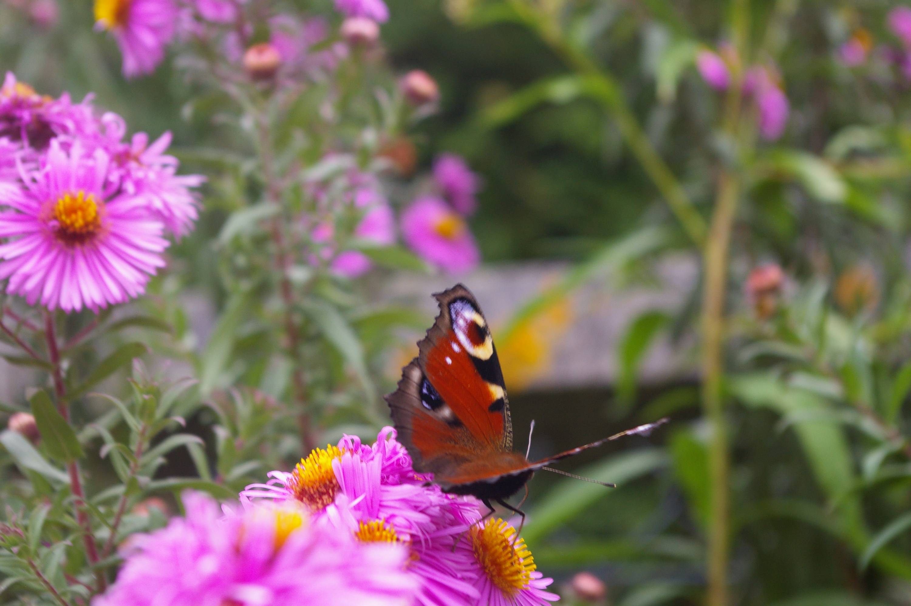 F34-Jardin-Fleurs-et-papillon-de-Virginie-Michelland.JPG