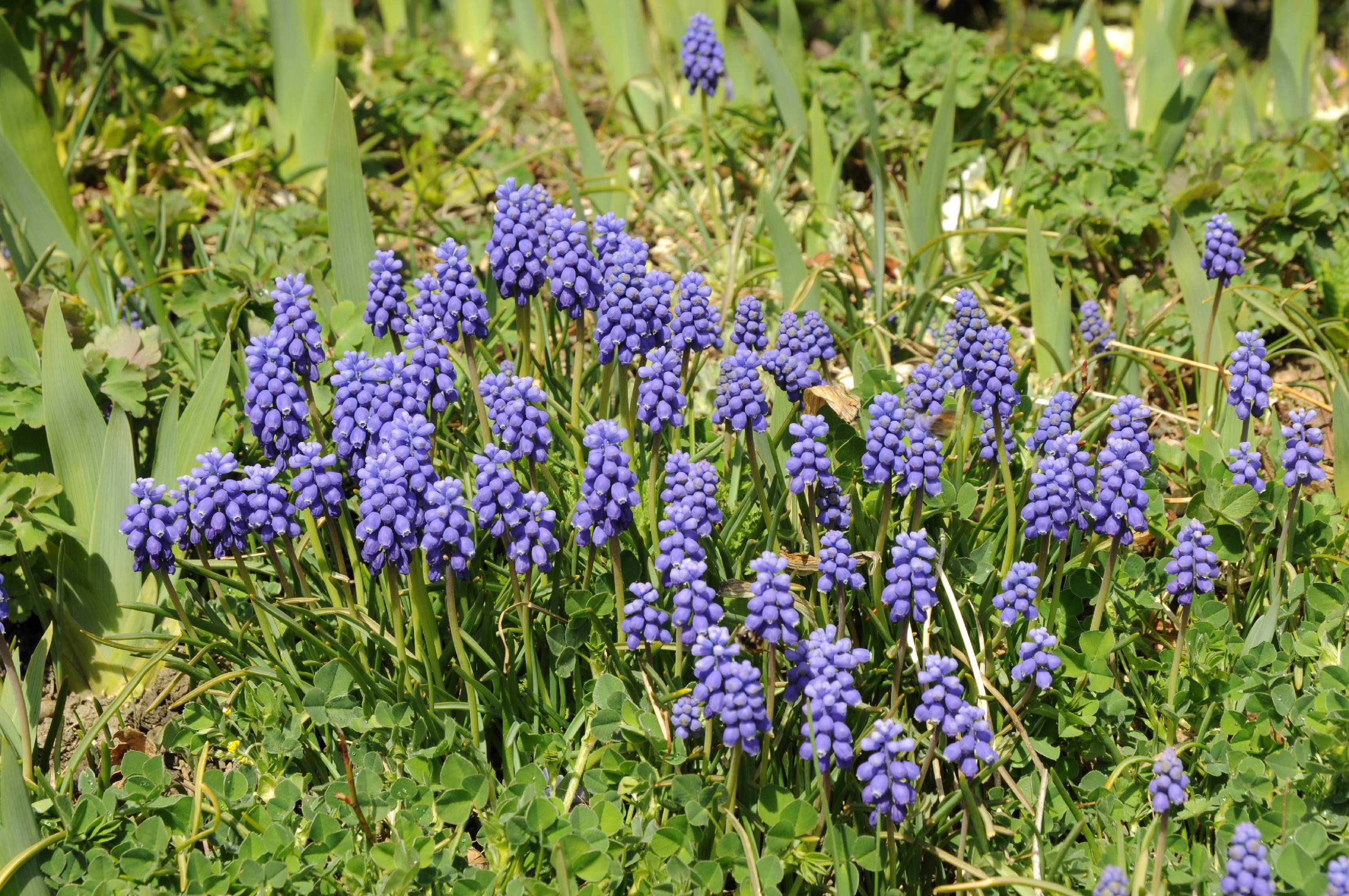 F41-Muscari-de-Claude-Garnier.JPG