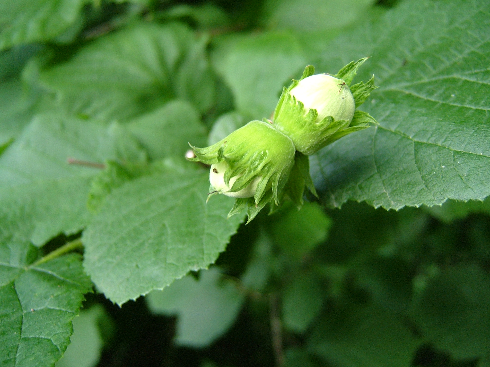 F42-Noisette-sauvage-sur-la-rte-Mollard-de-Paule-Ervyn.JPG