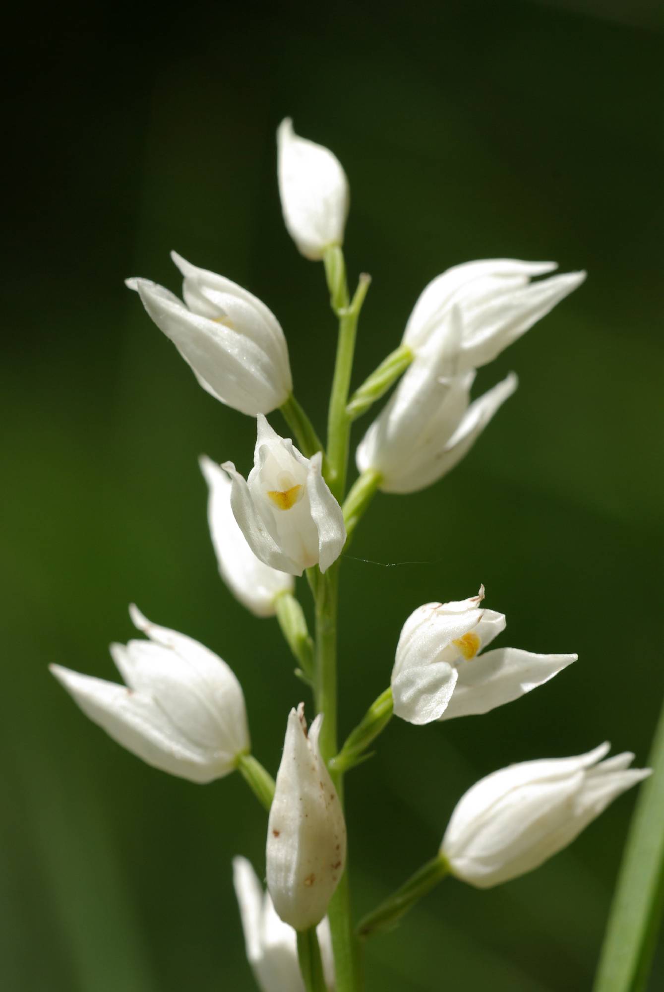 F46-Or-cephalanthere-a-longues-feuilles-de-Andre-Vallet.JPG