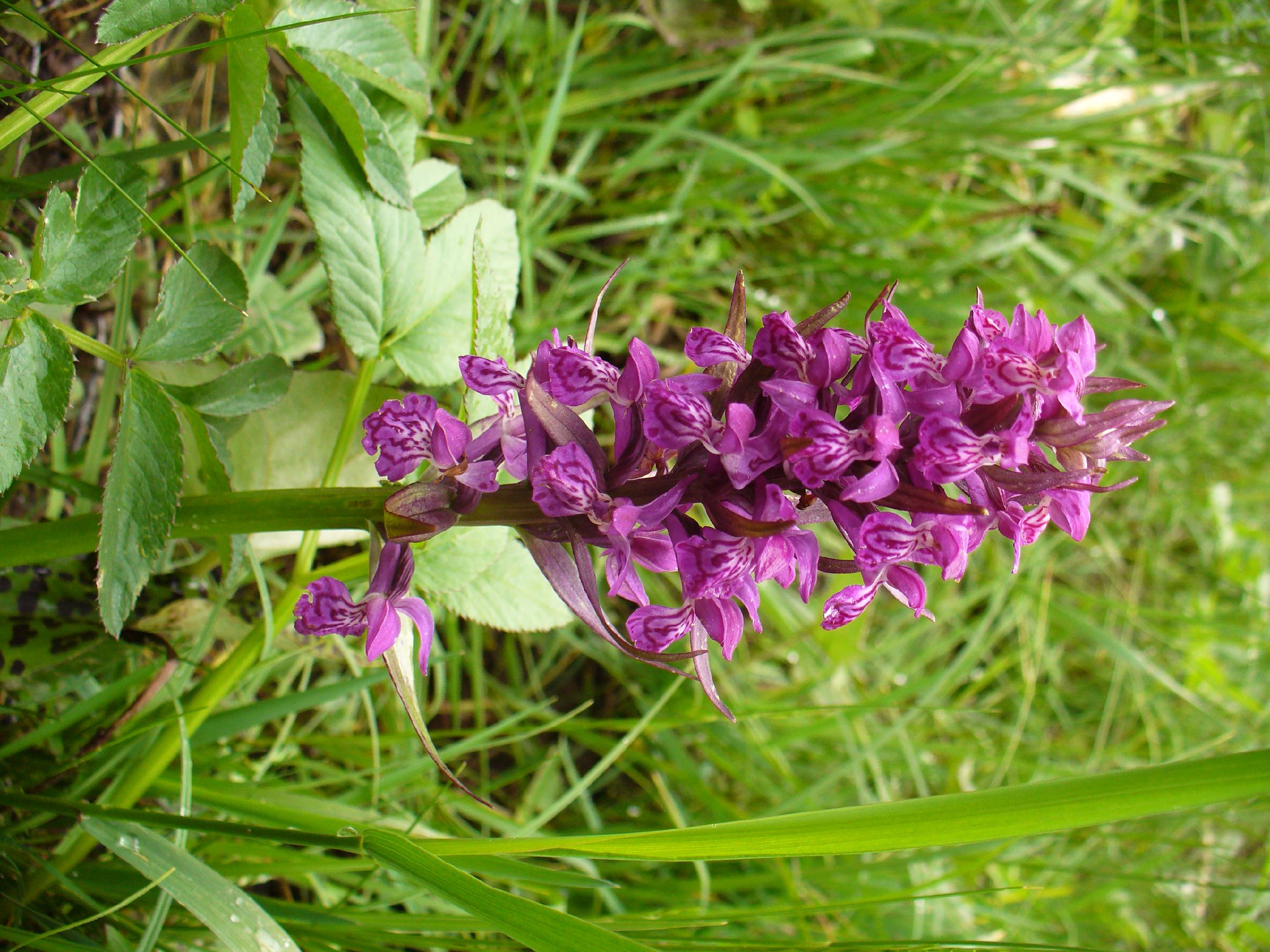 F47-Orchis-a-LargesFeuilles-de-Stephanie-Lonchampt.JPG