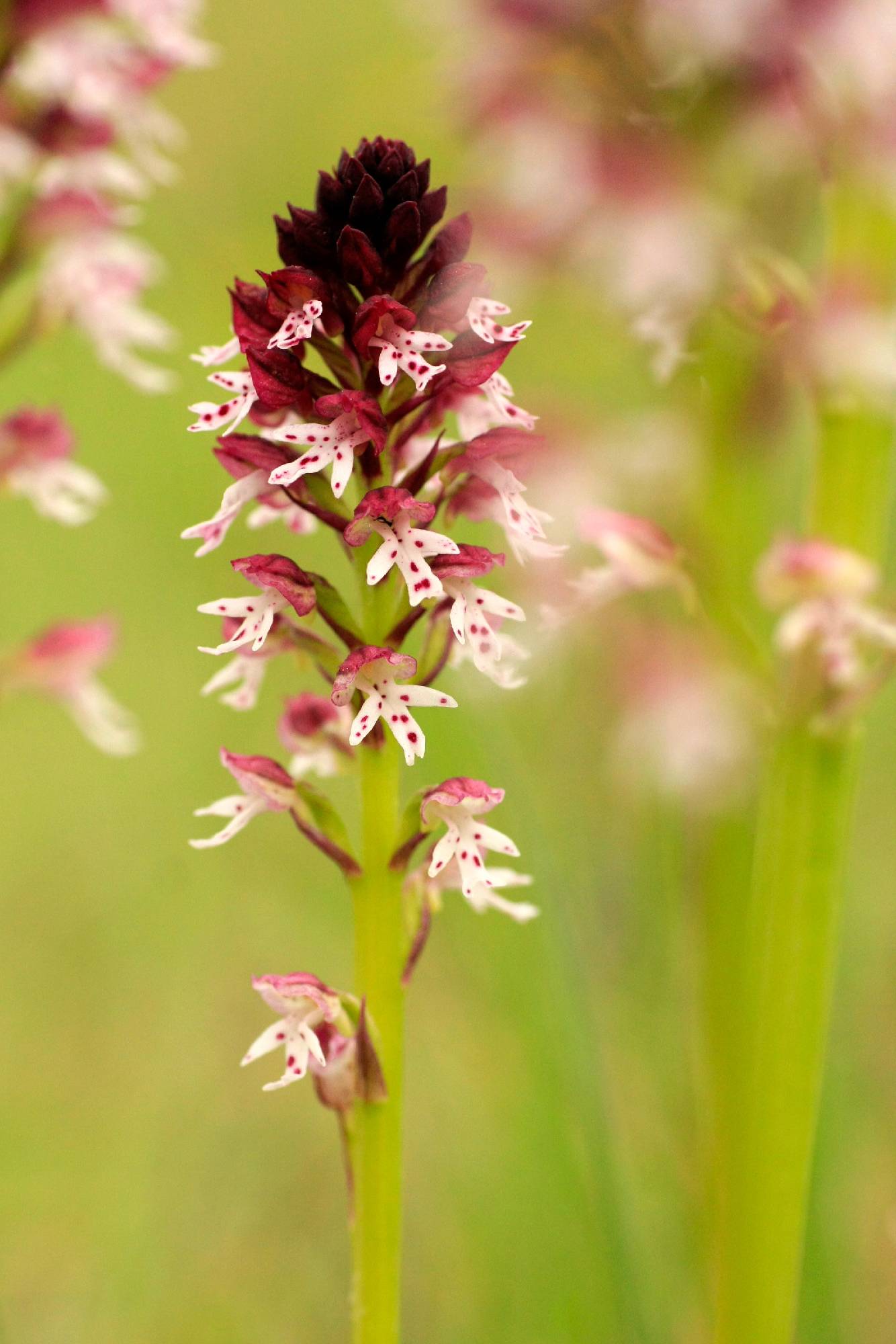 F48-Orchis-brule-de-Bernard-Gauthier.jpg