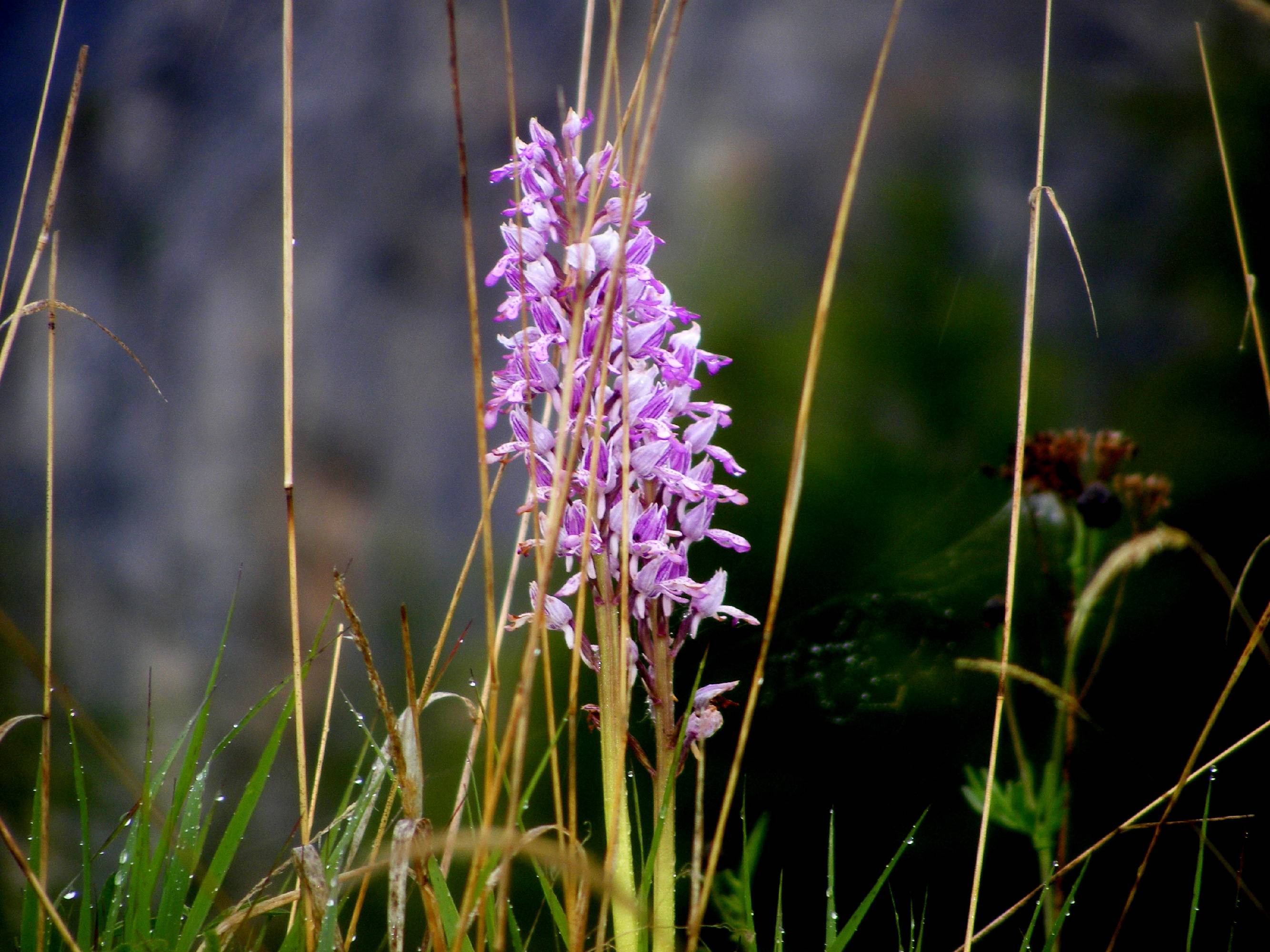 F49-Orchis-militaire-de-Beati-Alberto.jpg