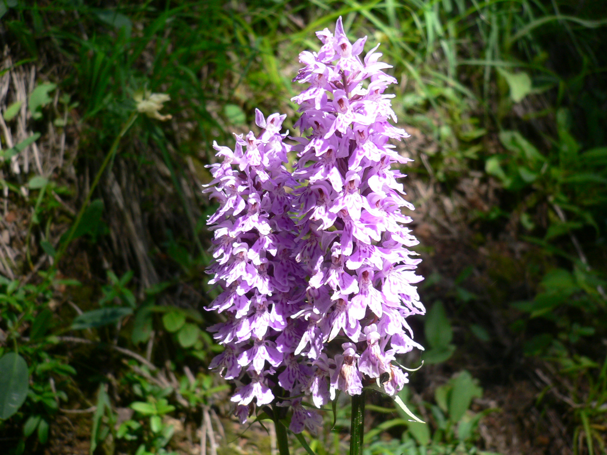 F50-Orchis-de-Fuchs-de-Martine-Gautier.JPG