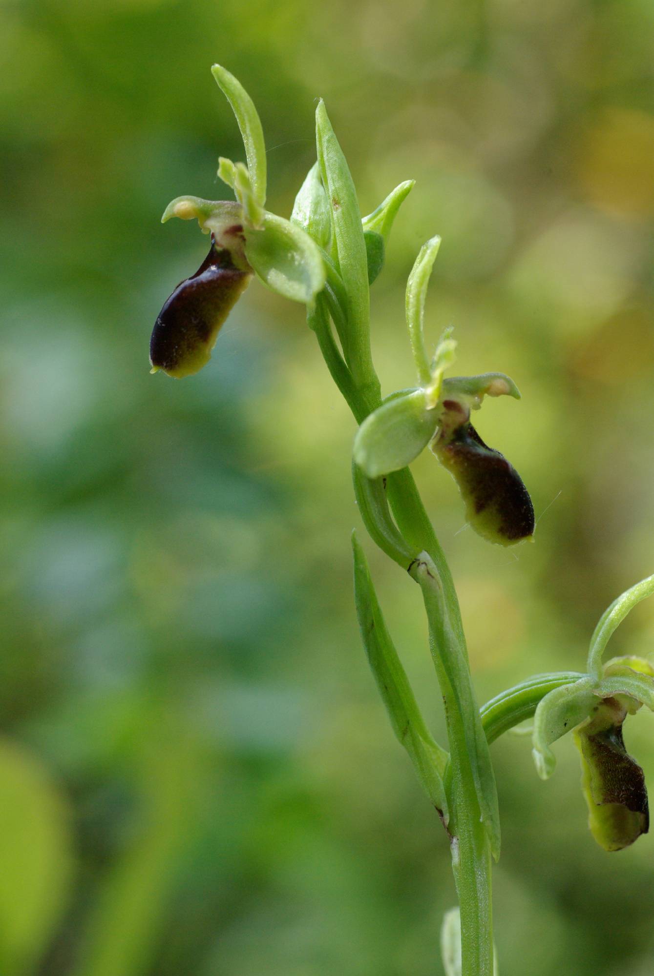 F52-Or-Ophrys-verdissant-de-Sophie-Launois.JPG