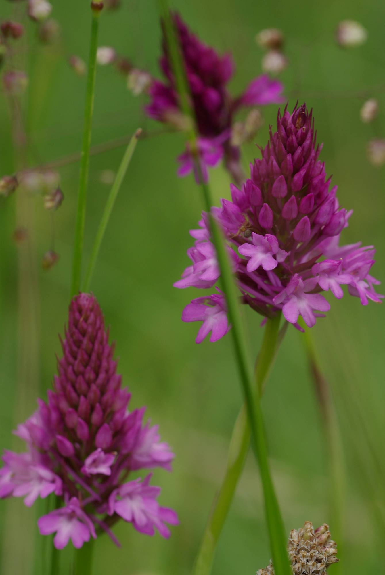 F53-Or-orchis-pyramidal-de-Andre-Vallet.JPG