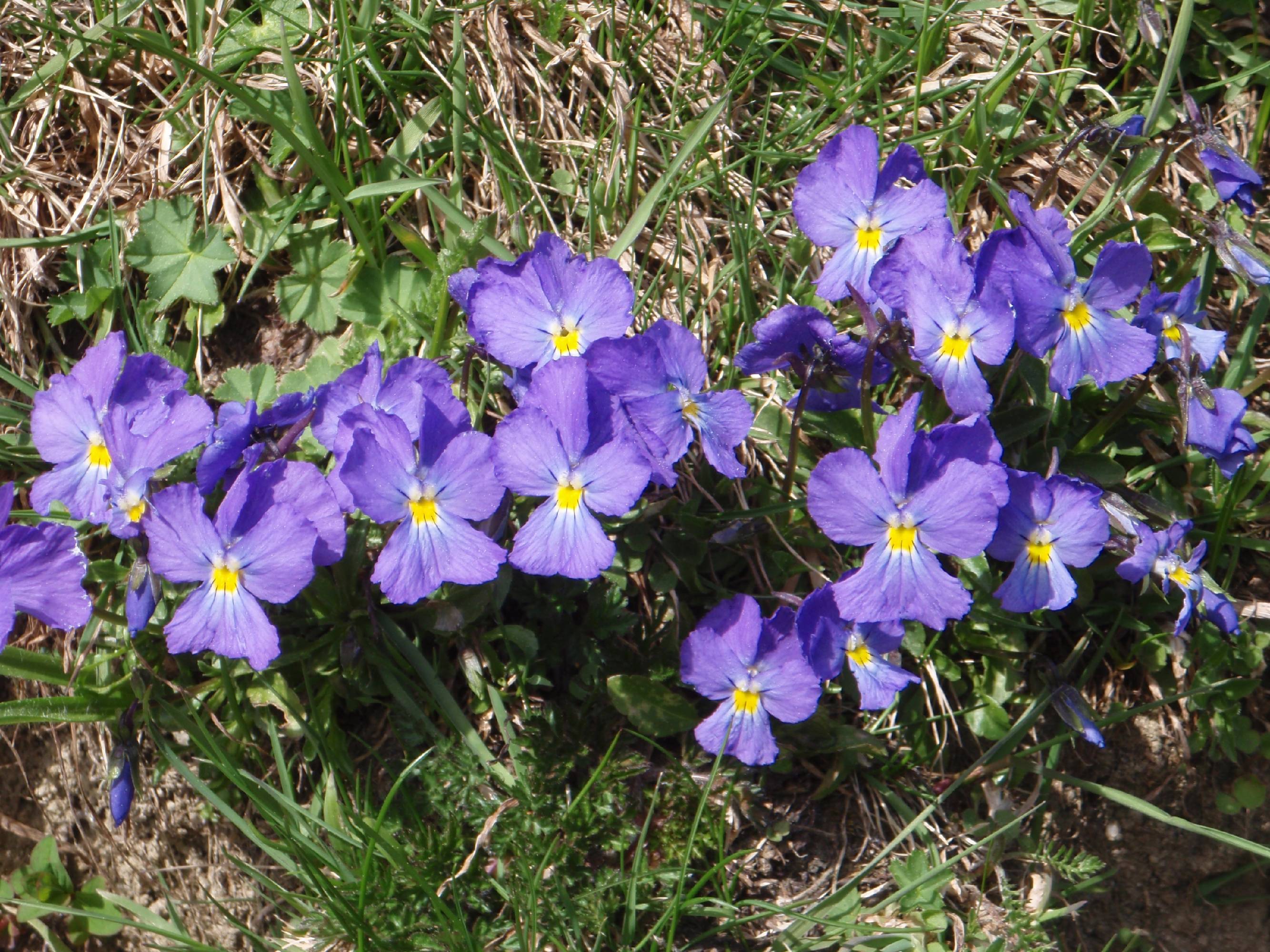 F56-Pensees-Lac de tempete-de-Daniel-Murgier.JPG