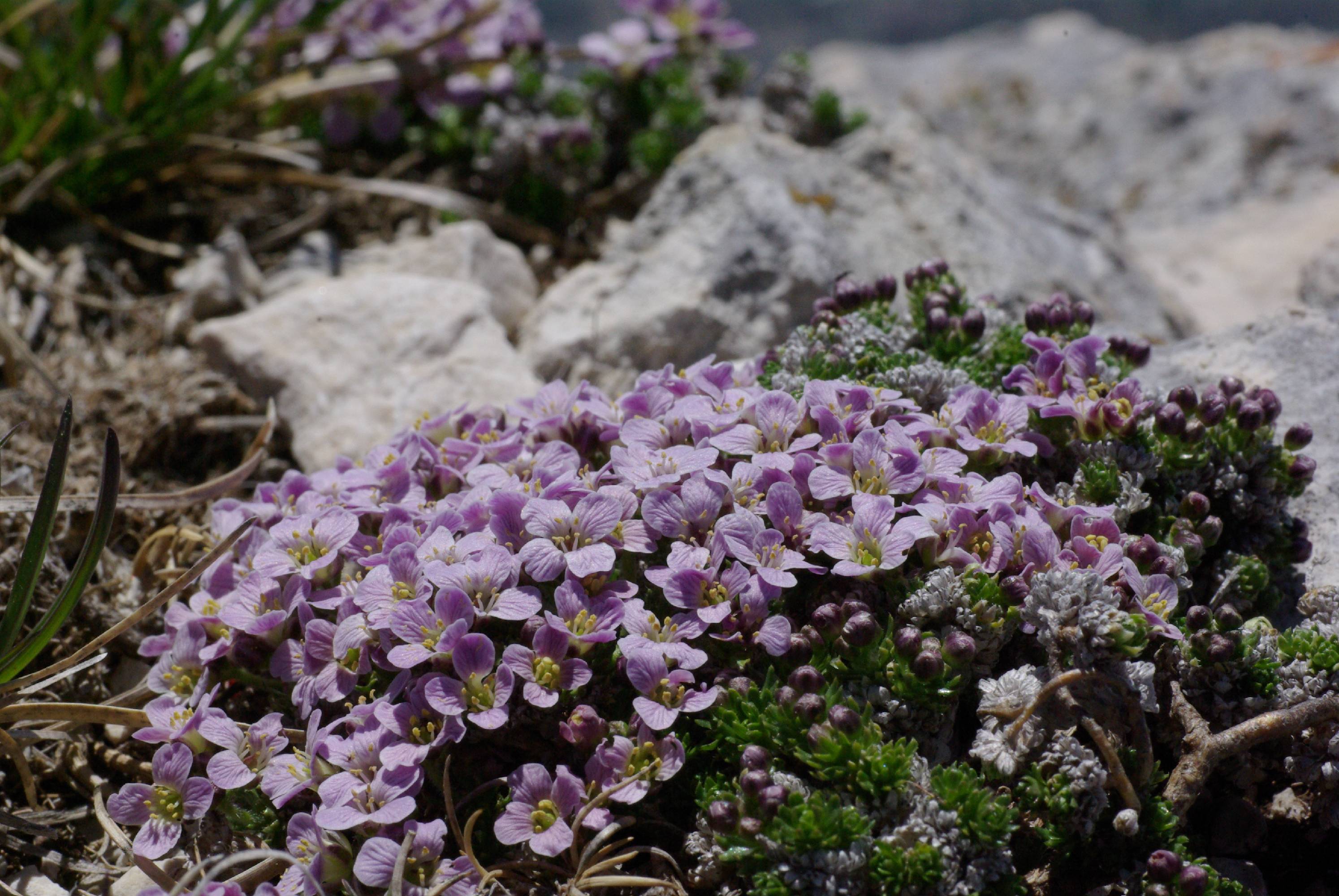 F57-Petrocalle des Pyrenees-de-Sophie-Launois.JPG