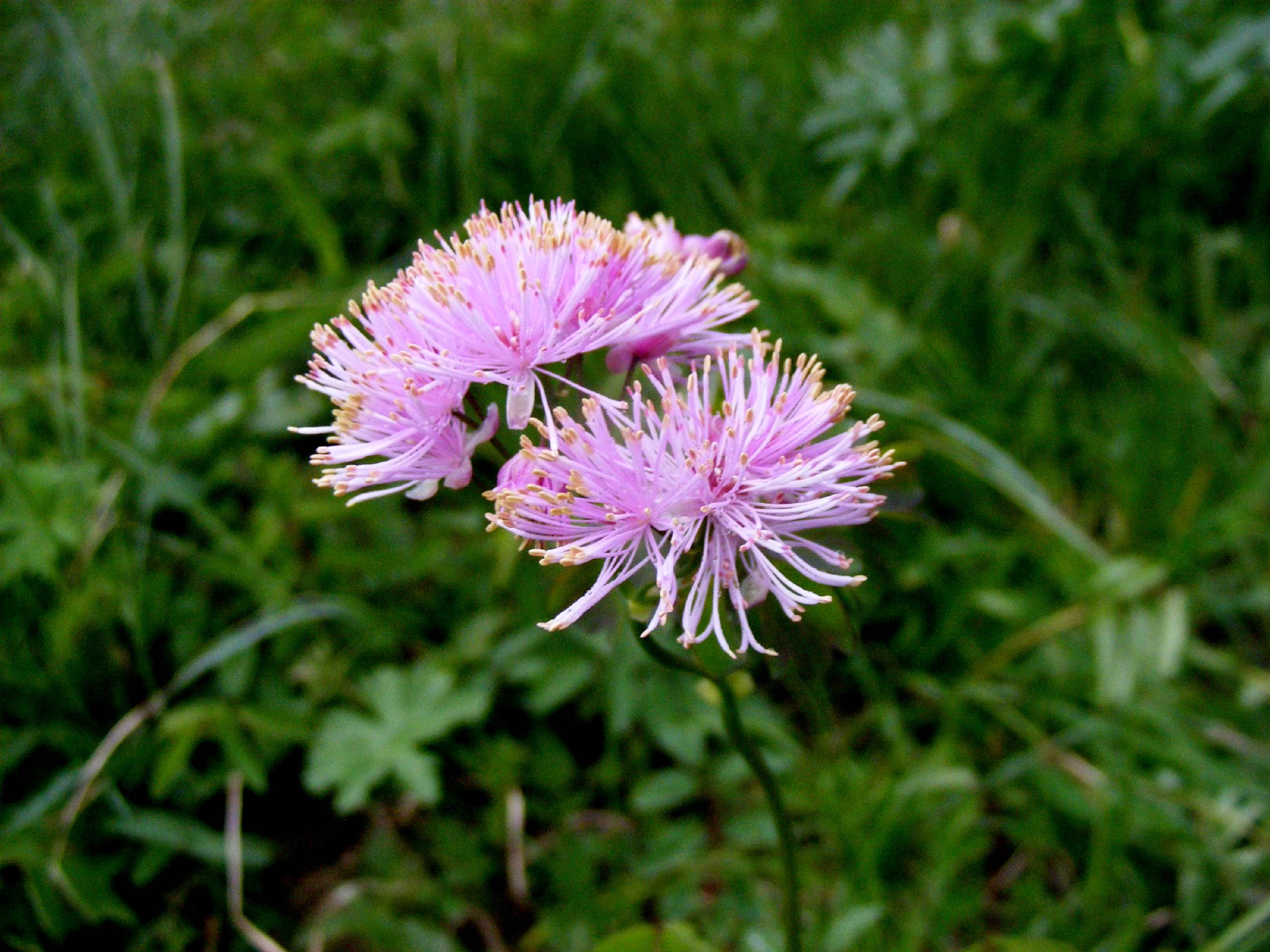 F58-Pigamon-a-feuille-d-ancolie-de-Barbara-DalSoglio.jpg