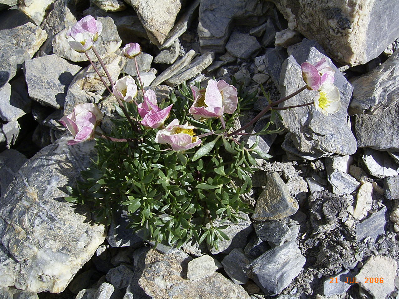 F62-Renoncule-des glaciers-ou caraline-de-Etienne-Falcoz.JPG