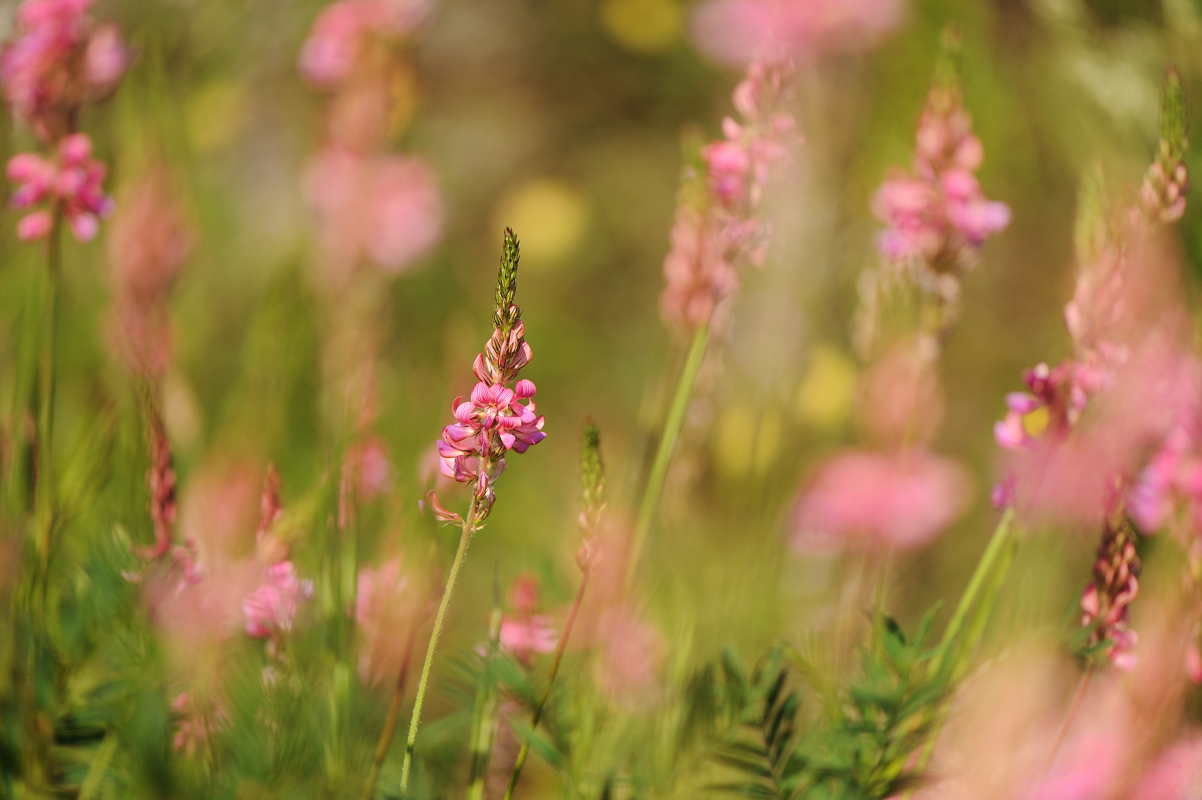 F65-Sainfoin-de-Patrice-Messin.jpg