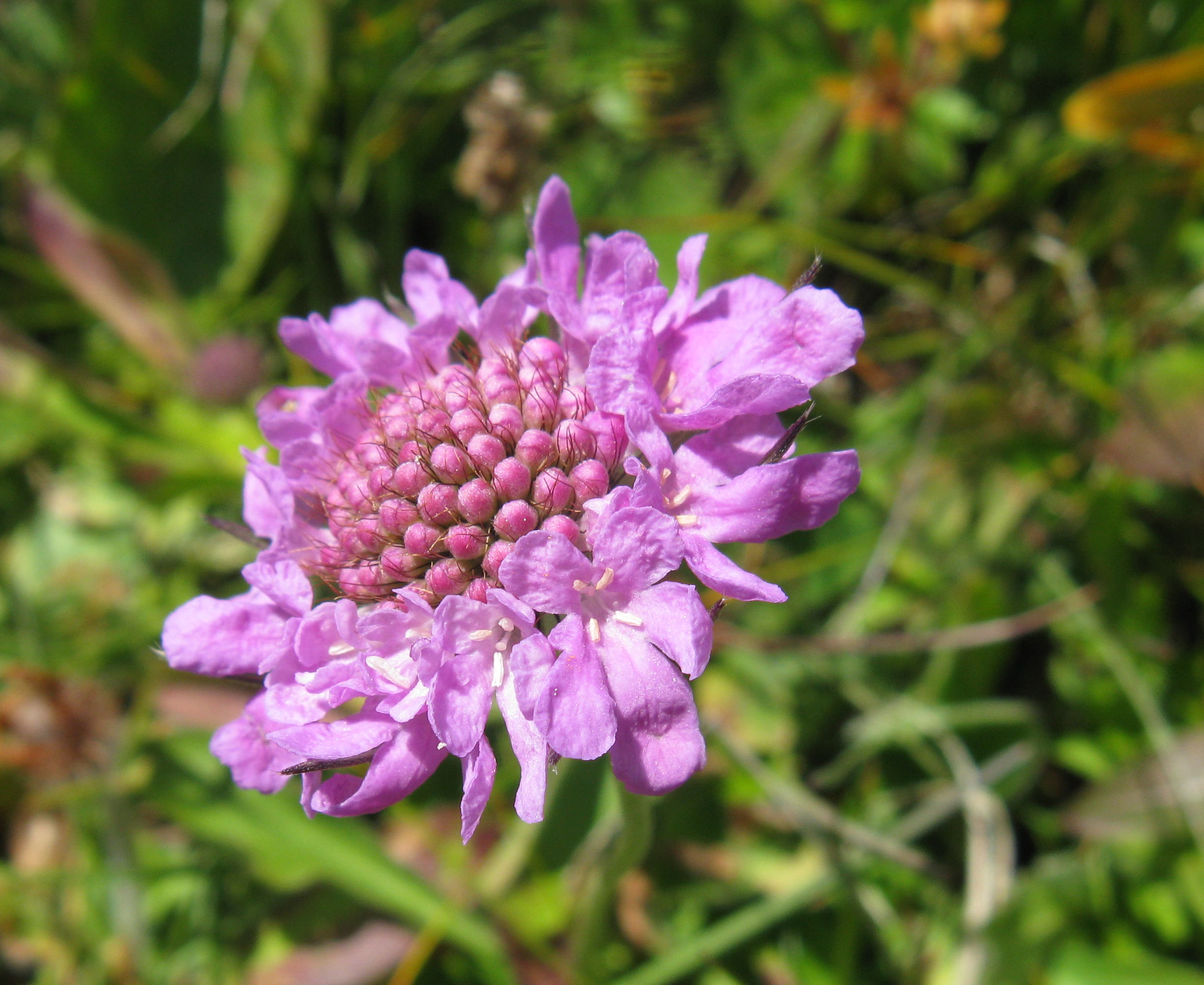 F68-Scabieuse-knautia-de-Irene-Kowarski.JPG