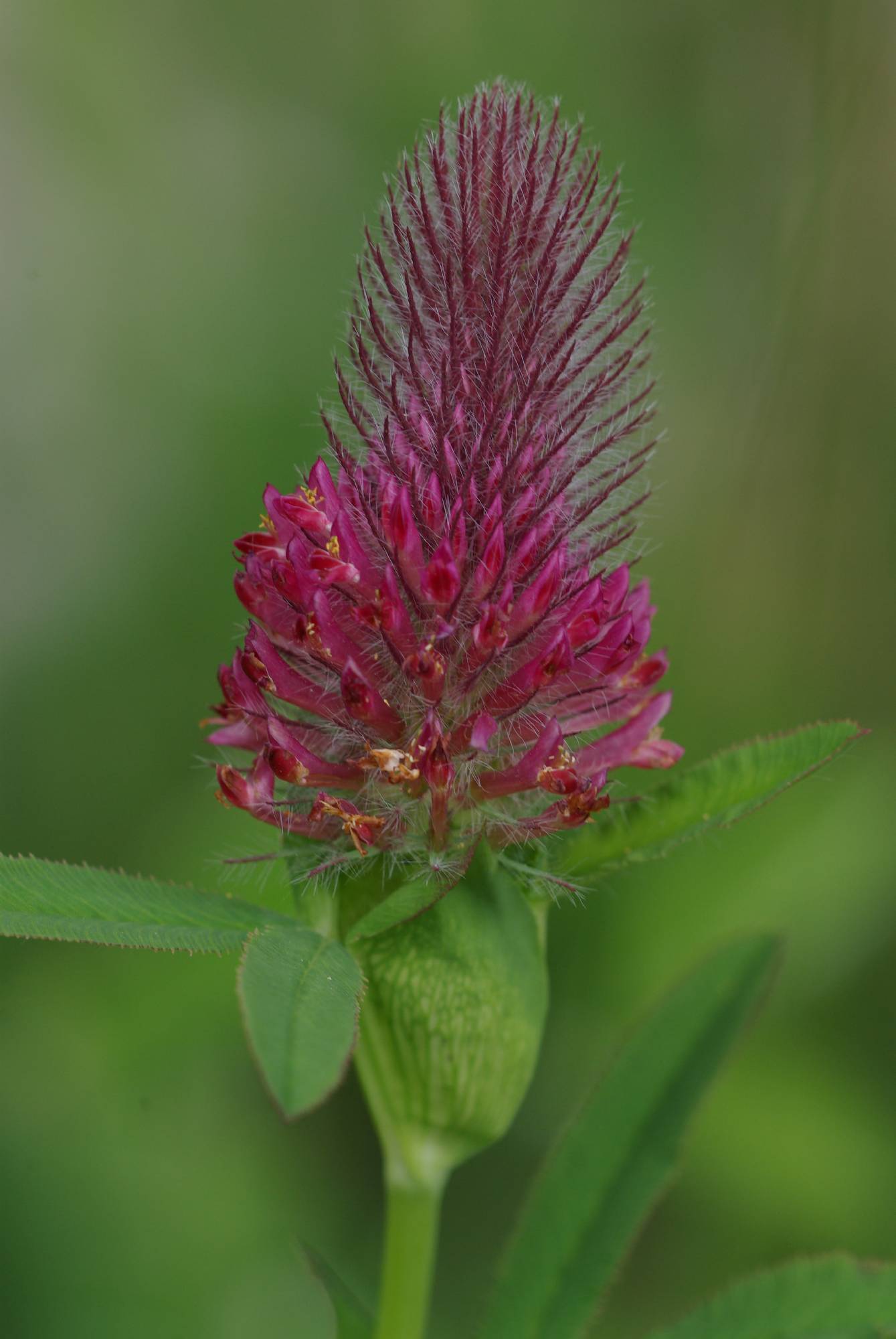 F73-Trefle-rouge-de-Sophie-Launois.JPG