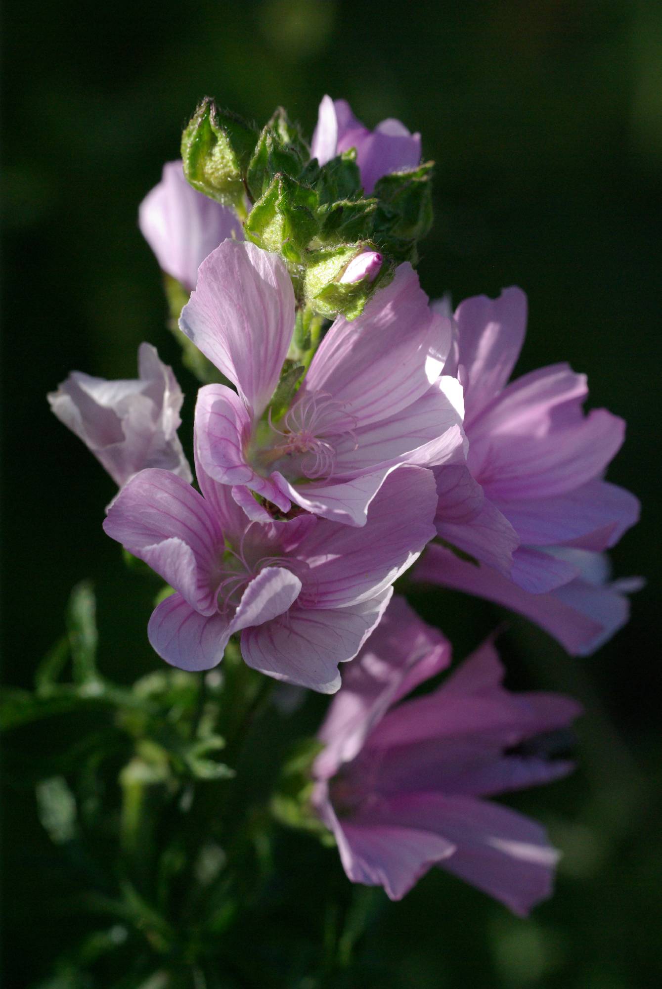 F77-Mauve-de-Sophie-Launois.JPG