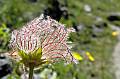 F09-Anemone-Pulsatile-epeuse-de-Remy-Bernard