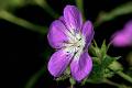 F28-Geranium-a-long-rhizome-de-Michel-Meyer