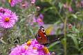 F34-Jardin-Fleurs-et-papillon-de-Virginie-Michelland