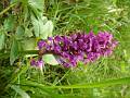 F47-Orchis-a-LargesFeuilles-de-Stephanie-Lonchampt