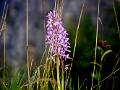 F49-Orchis-militaire-de-Beati-Alberto