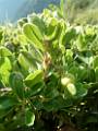 F61-Raisin-d-ours-abrisseau-rampant-de-Agnes-Thill