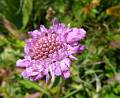 F68-Scabieuse-knautia-de-Irene-Kowarski