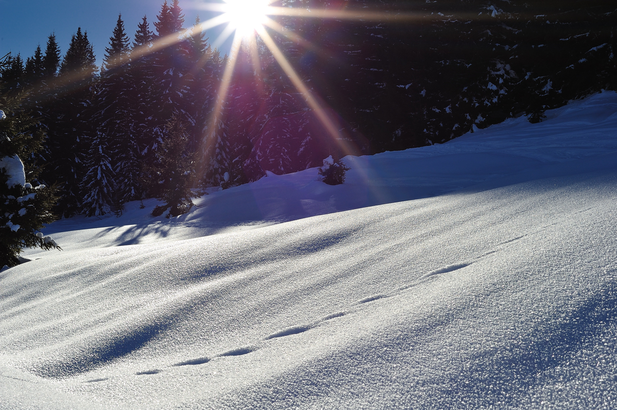 M25-Soleil-rasant-sur-foret-de-patrice-Messin.jpg