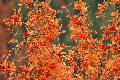 Fleurs