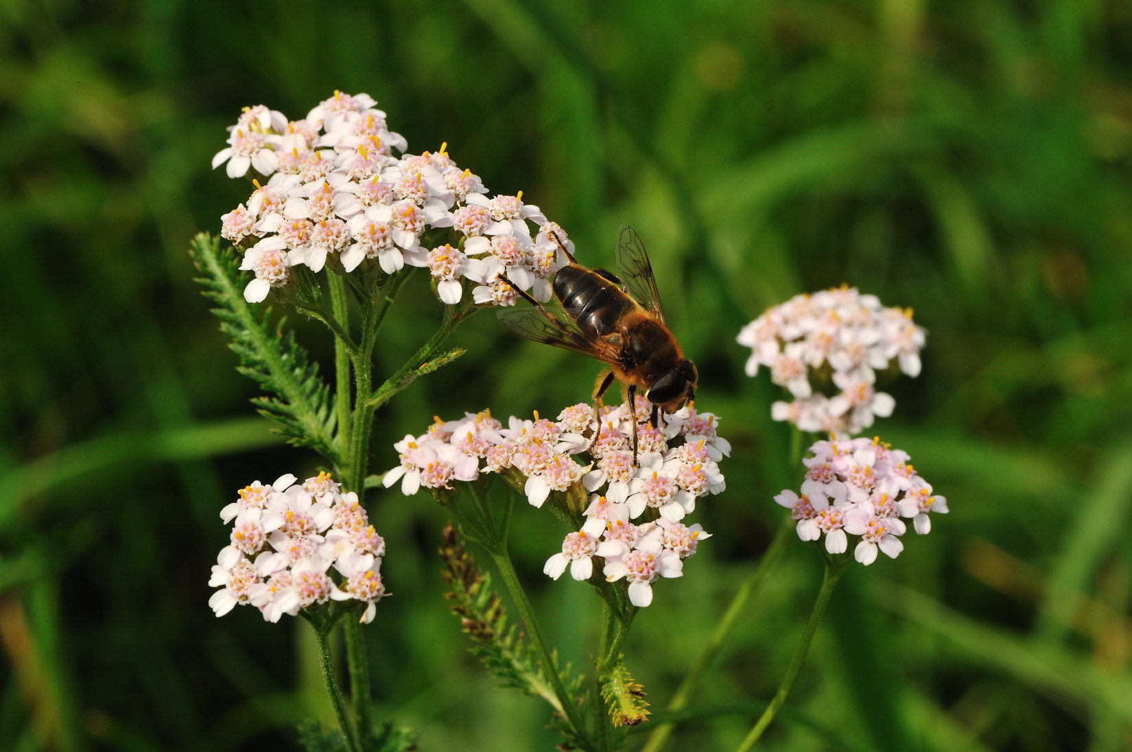 F01-Achilee-a-feuilles-de-Tanaisie-avec-abeille-de-Patrice-Messin.jpg