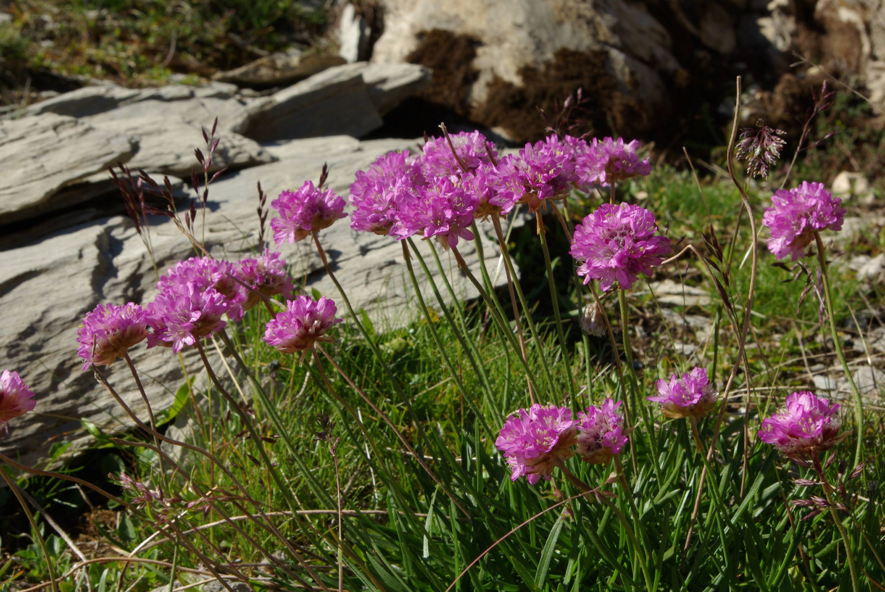 F04-Armerie-des-alpes-de-B-Emelien.JPG