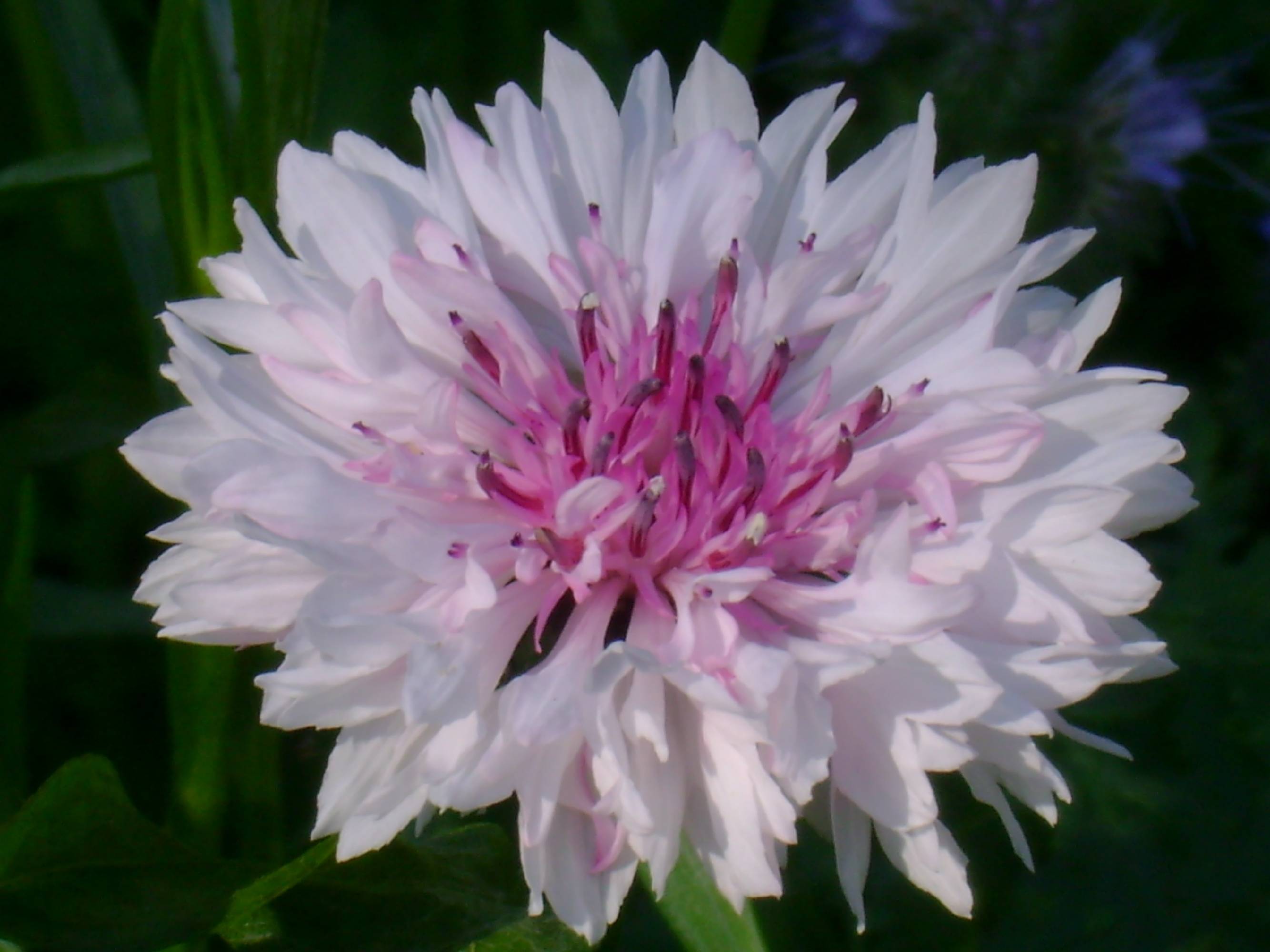 F05-Bleuet-Rose-de-Martine-Falcoz.jpg