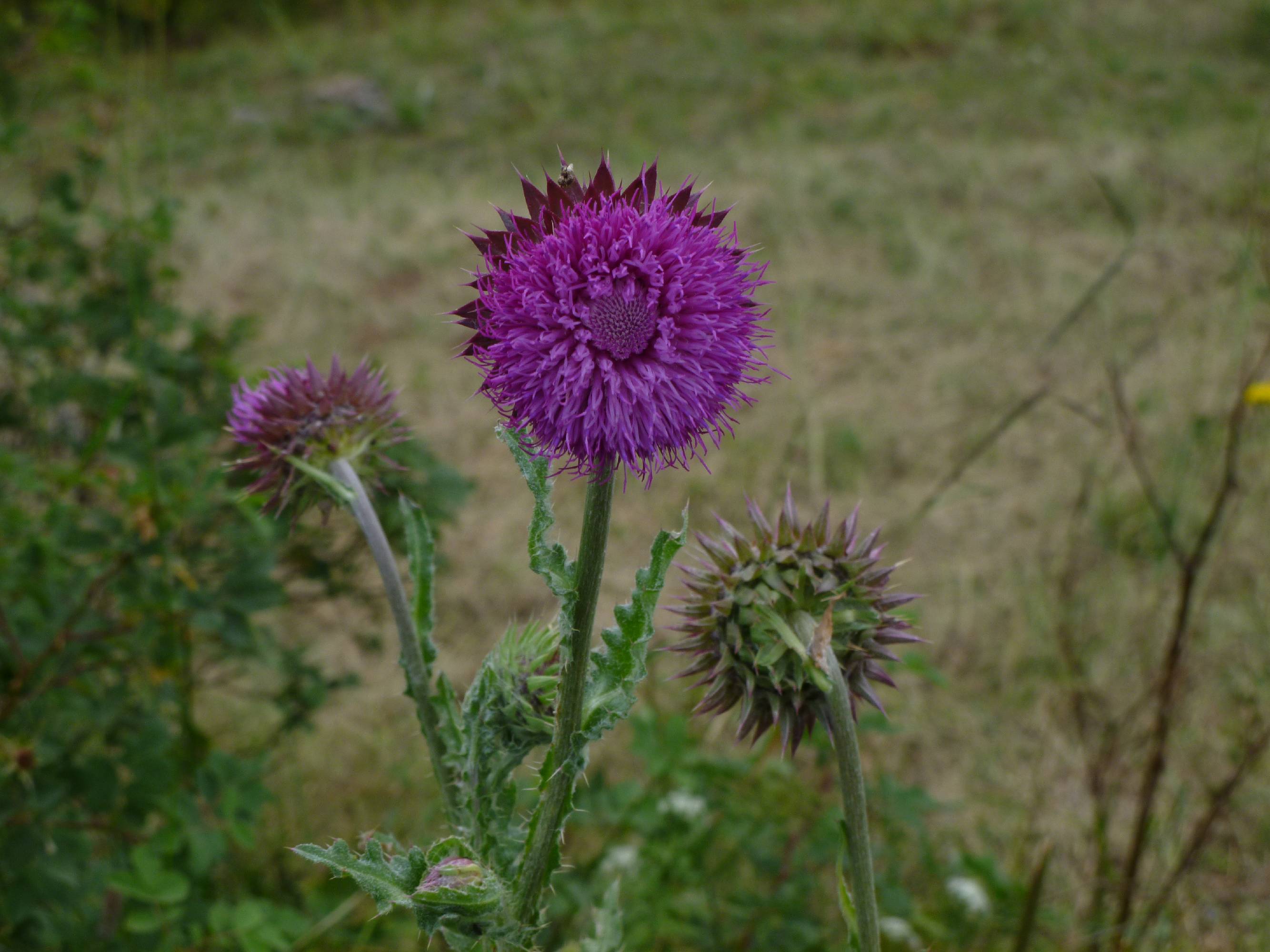 F07-Chardon-Penche-de-Stephanie-Longchampt.jpg