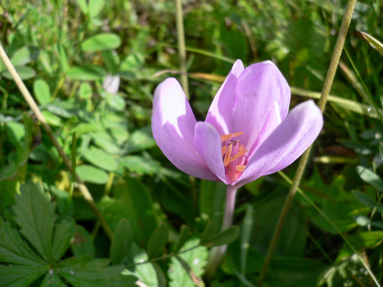 F08-Colchique-de-Martine-Gautier-Valentin.jpg