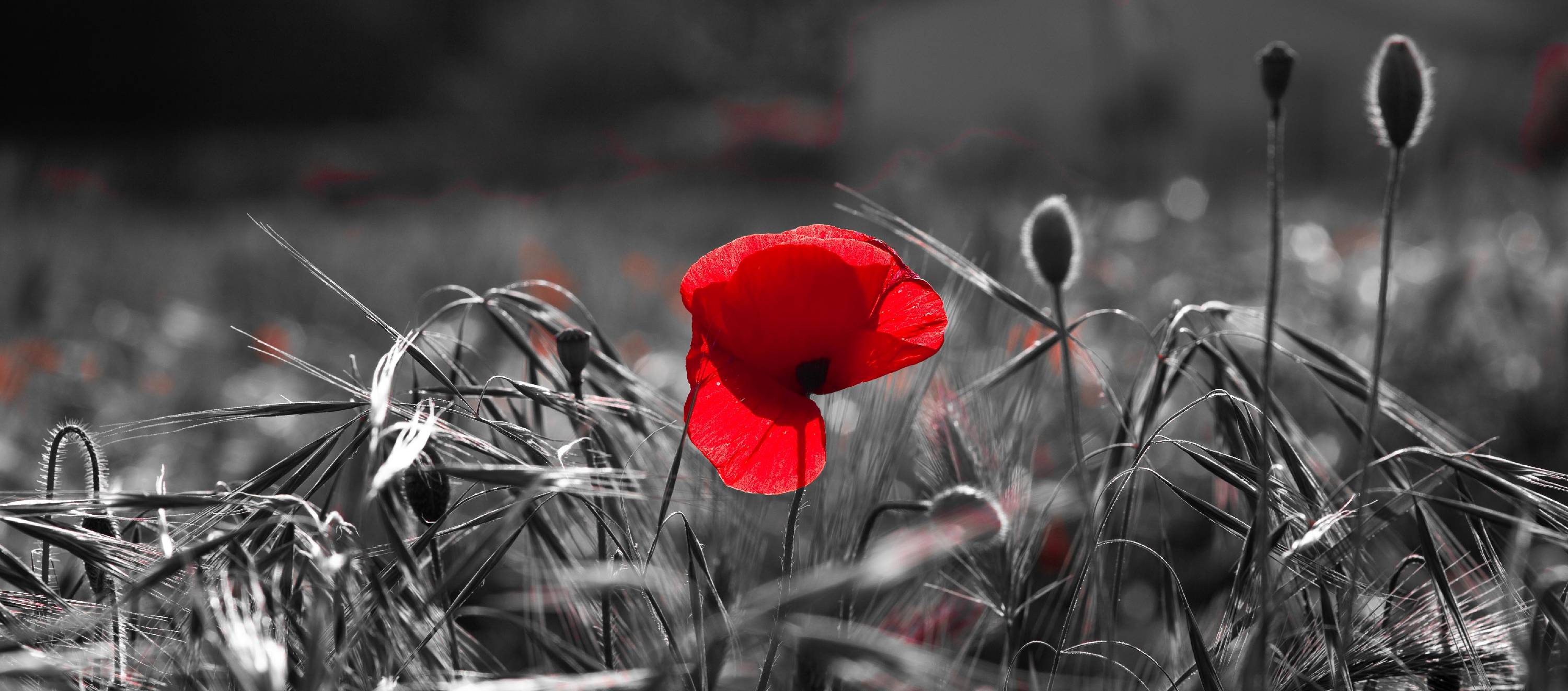 F09-Coquelicot-de-Michel-Le-calvez.jpg