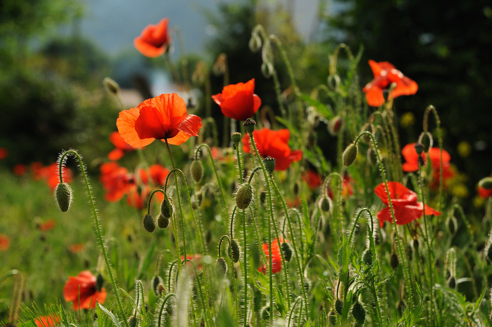 F11-Coquelicots-de-Patrice-Messin.jpg