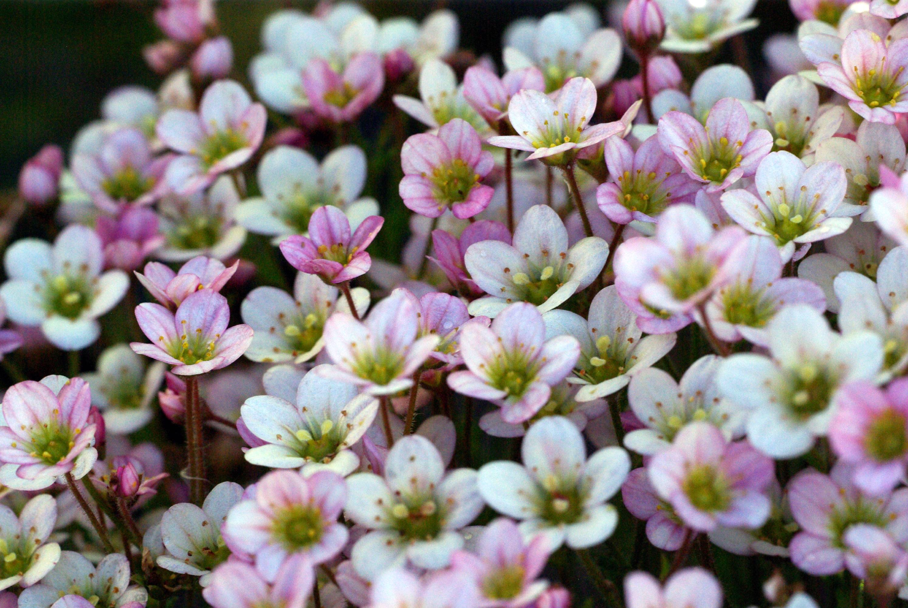 F18-Fleur-a-identifier-de-Laure-Chaignon.jpg