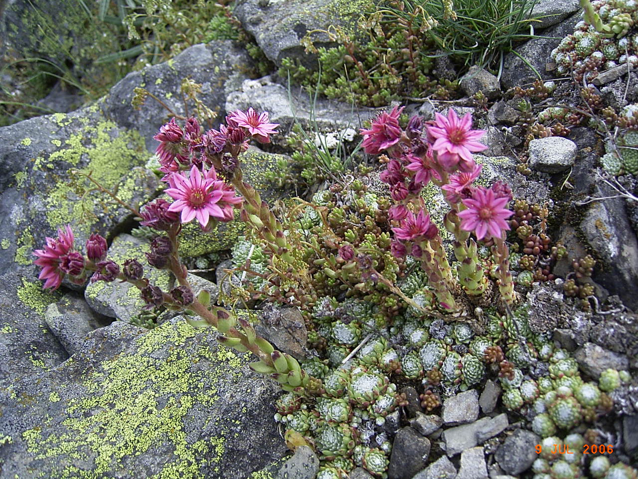 F26-Joubarbe-de-Marie-Paule-Falcoz.jpg